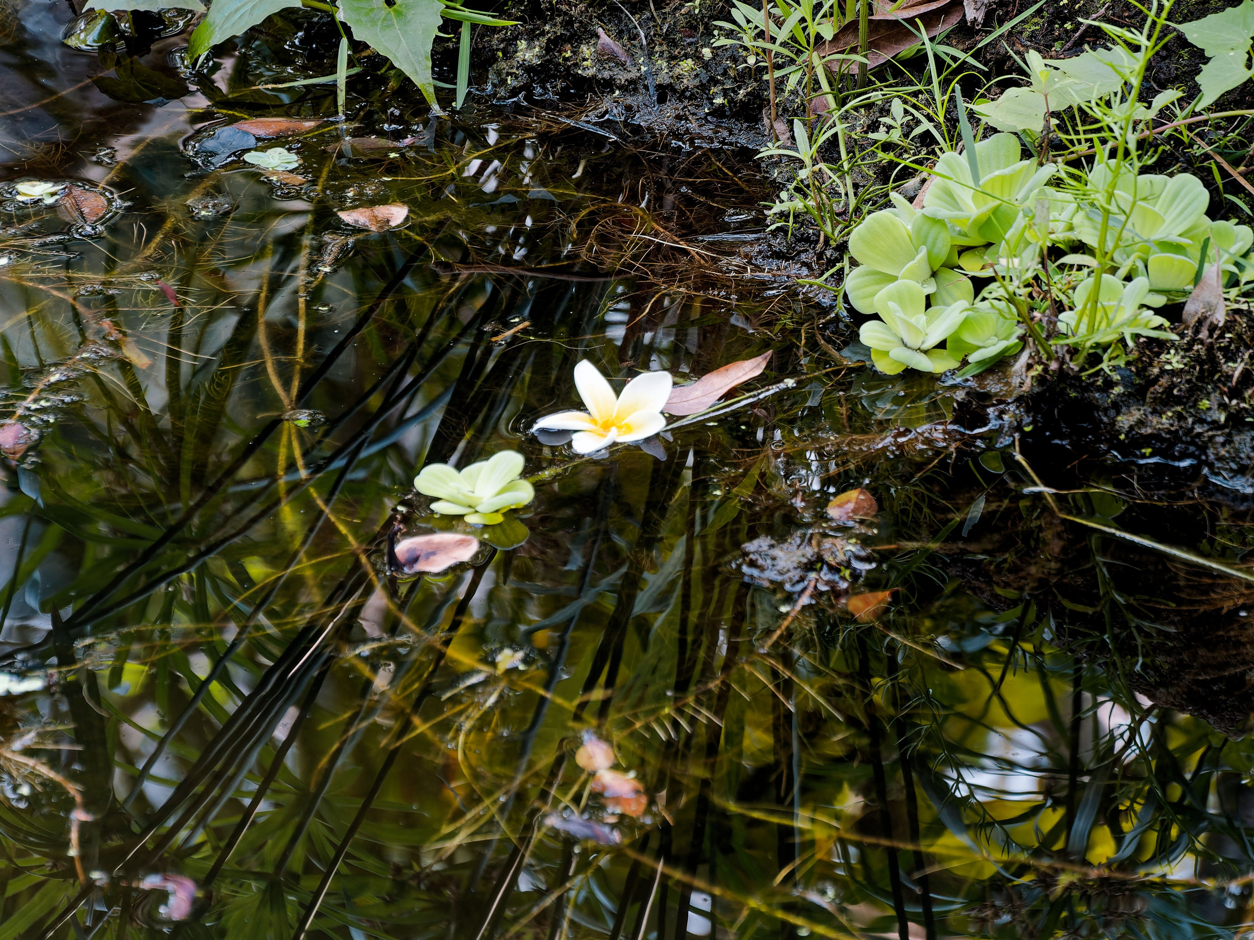 Хайнань 2026, Золотые рыбки в реке отеля. Фотопрогулки по Миру