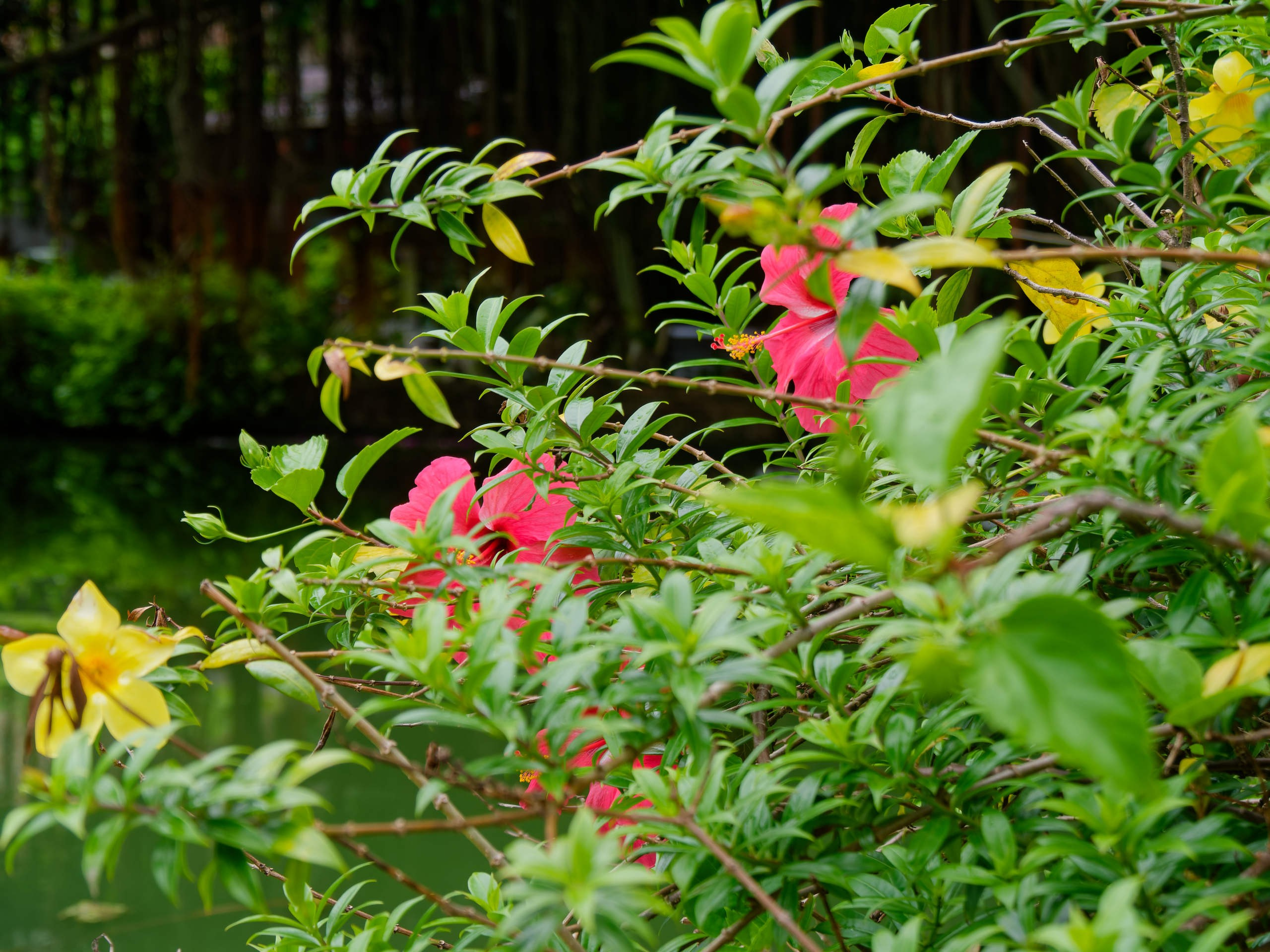 Нячанг 2025 (4). Избранные фотографии