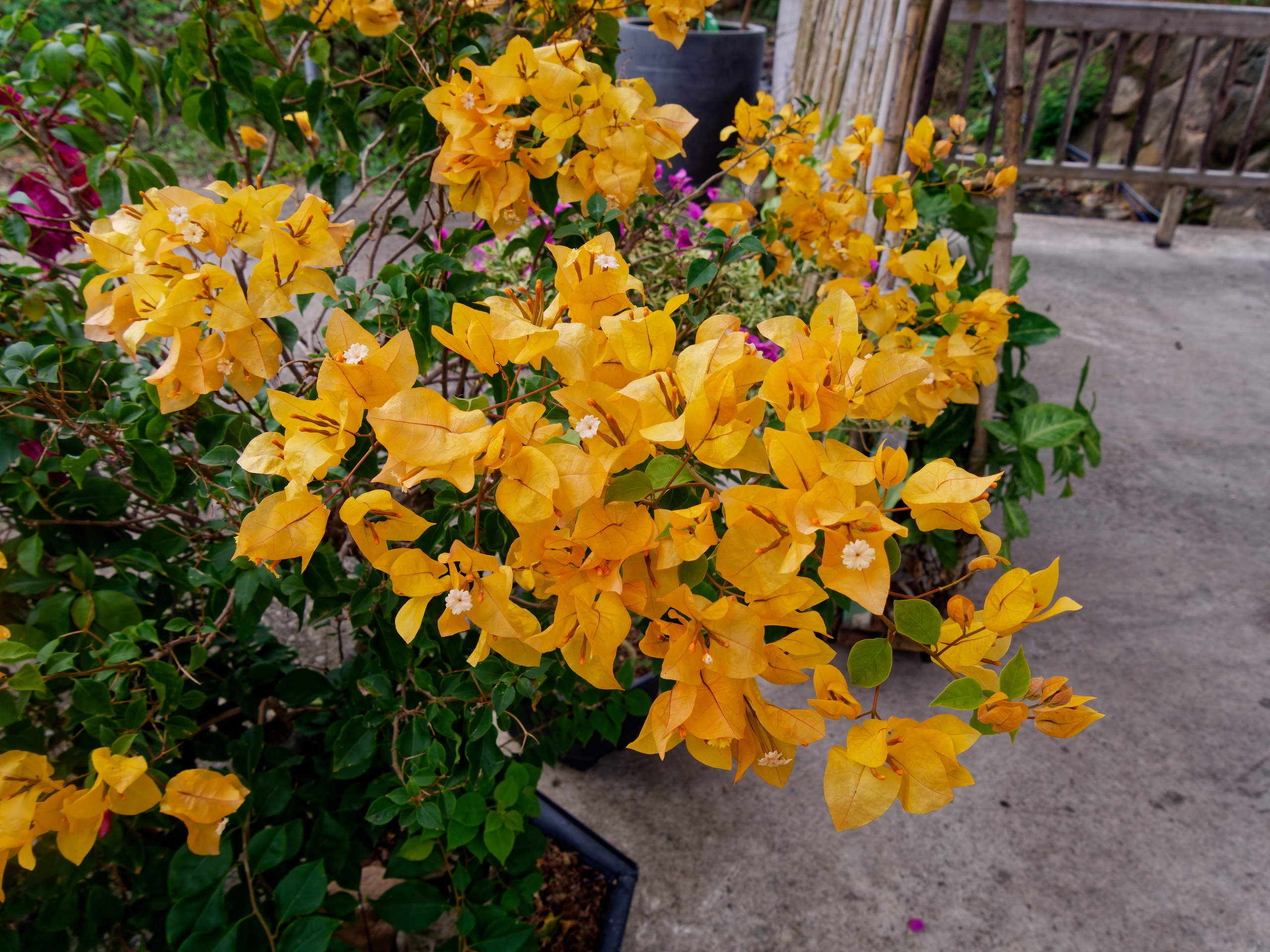 Нячанг 2025 (5). Избранные фотографии