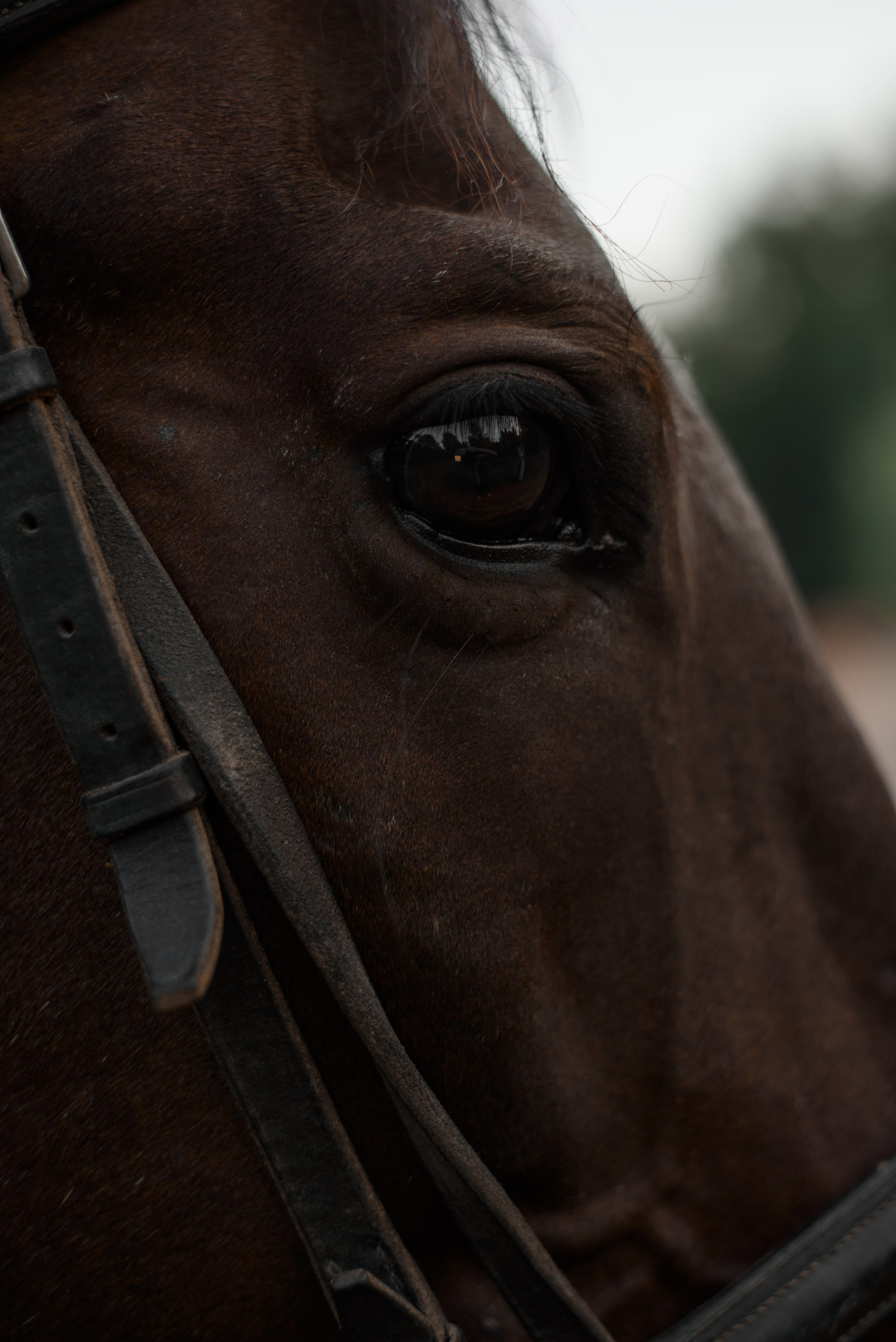 Таня. Свадебный фотограф Марина Жемчужникова в Москве и в Белгороде