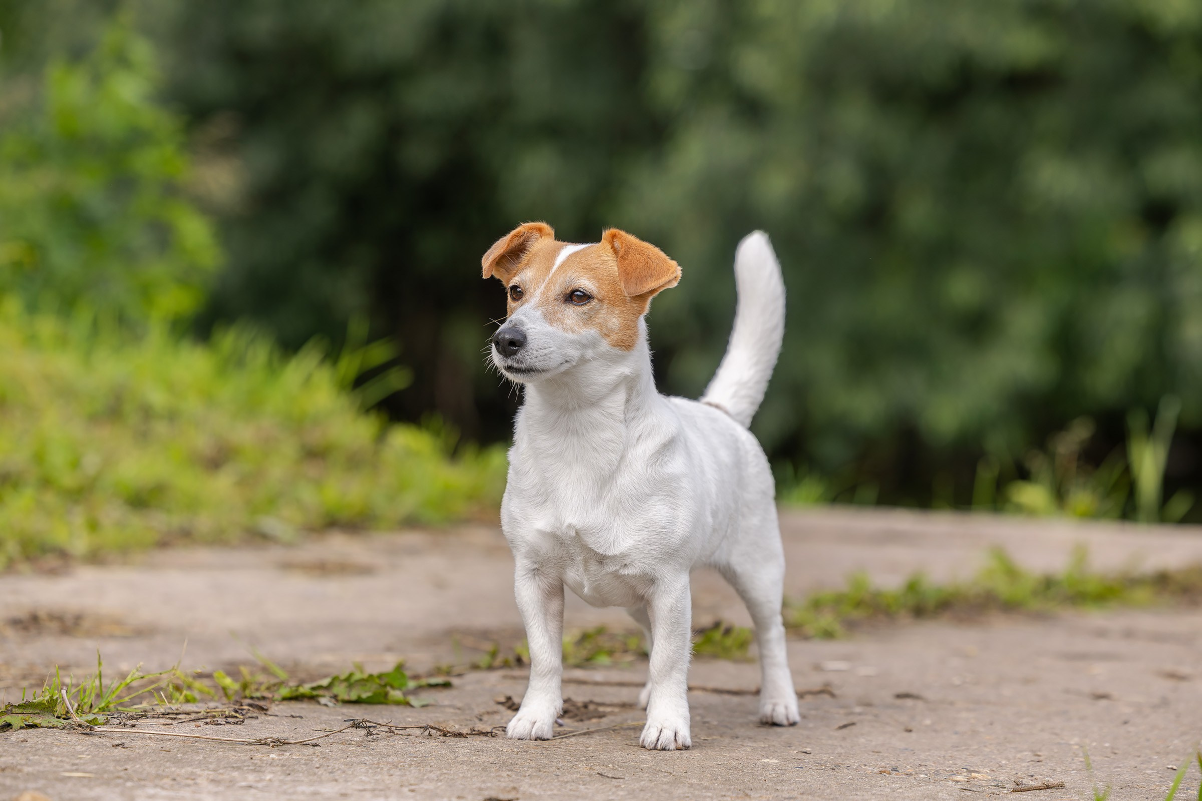 28 июня 2025, Выставка РКФ, г. Кунгур. Htykk_photo