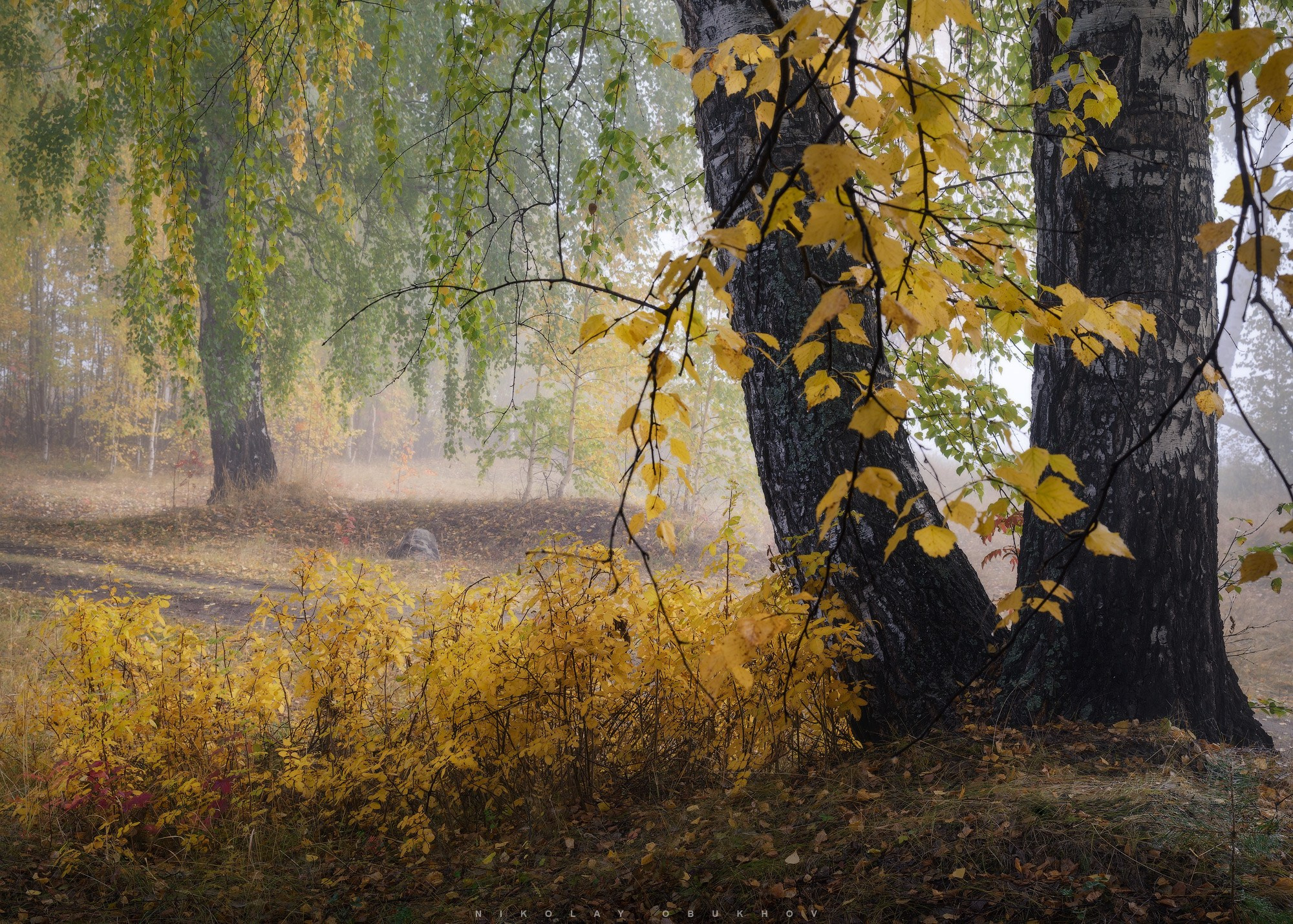 Фото атмосферного момента в Черноисточинске: туман и деревья в золотых осенних тонах — красивый пейзаж фото для души.