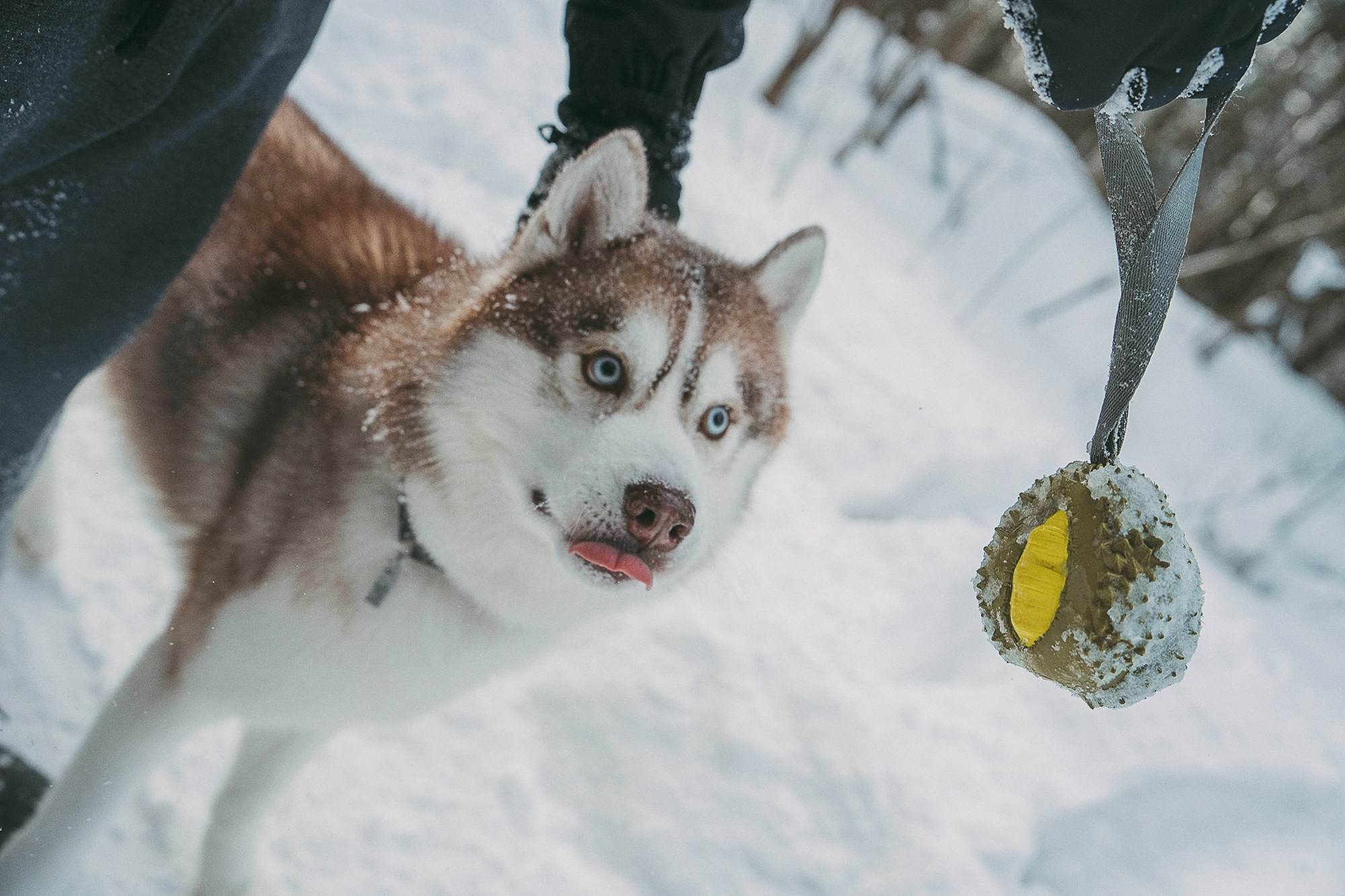 Полина, Уго и Пышка. Фотограф анималист в Москве и Санкт-Петербурге Свиридова Анна