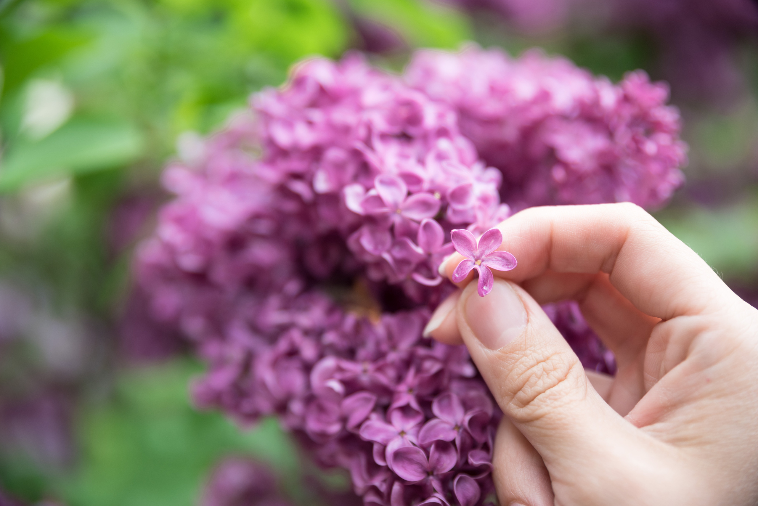 Цветущие сады