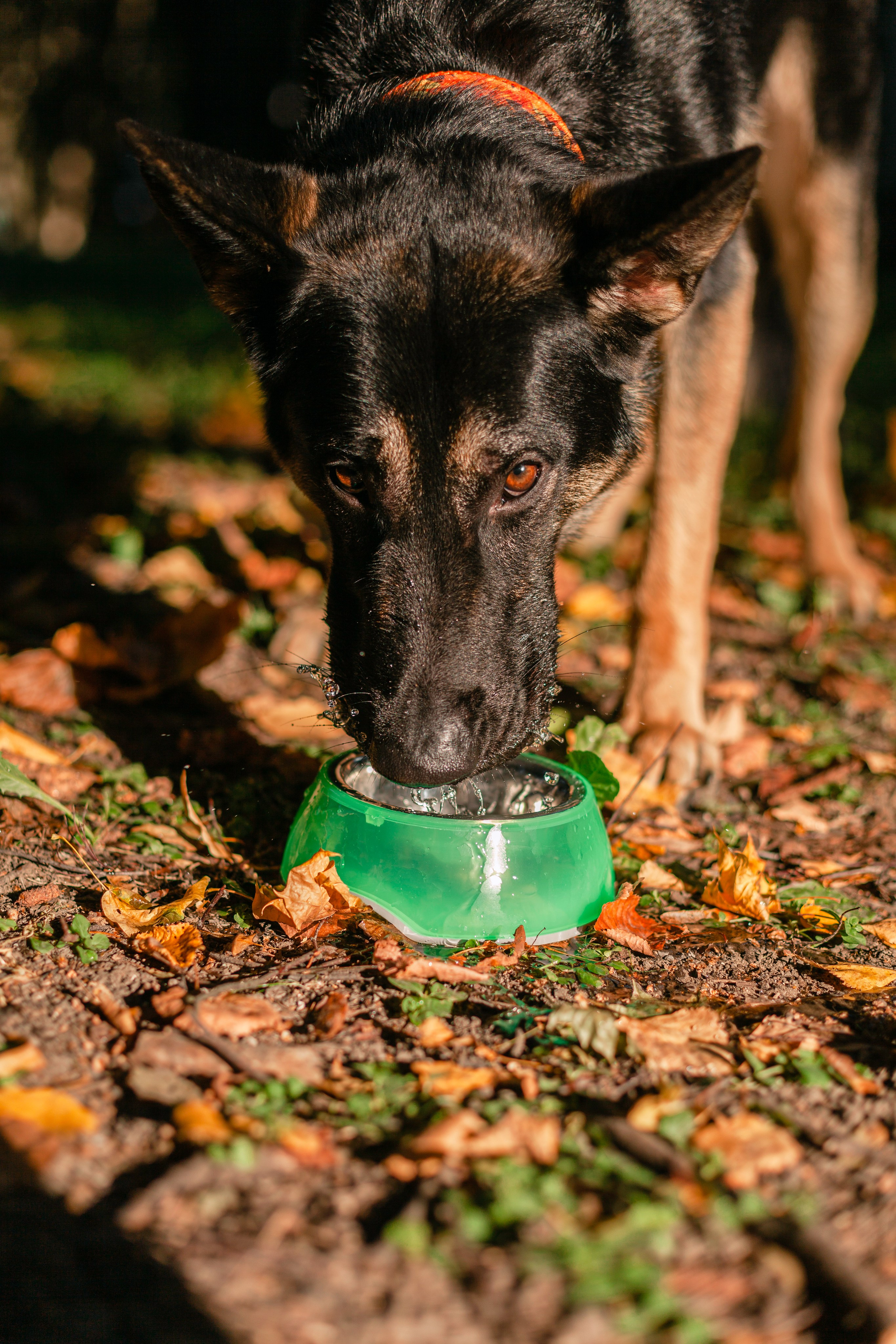 Илай. Фотограф-анималист Татьяна Степанова