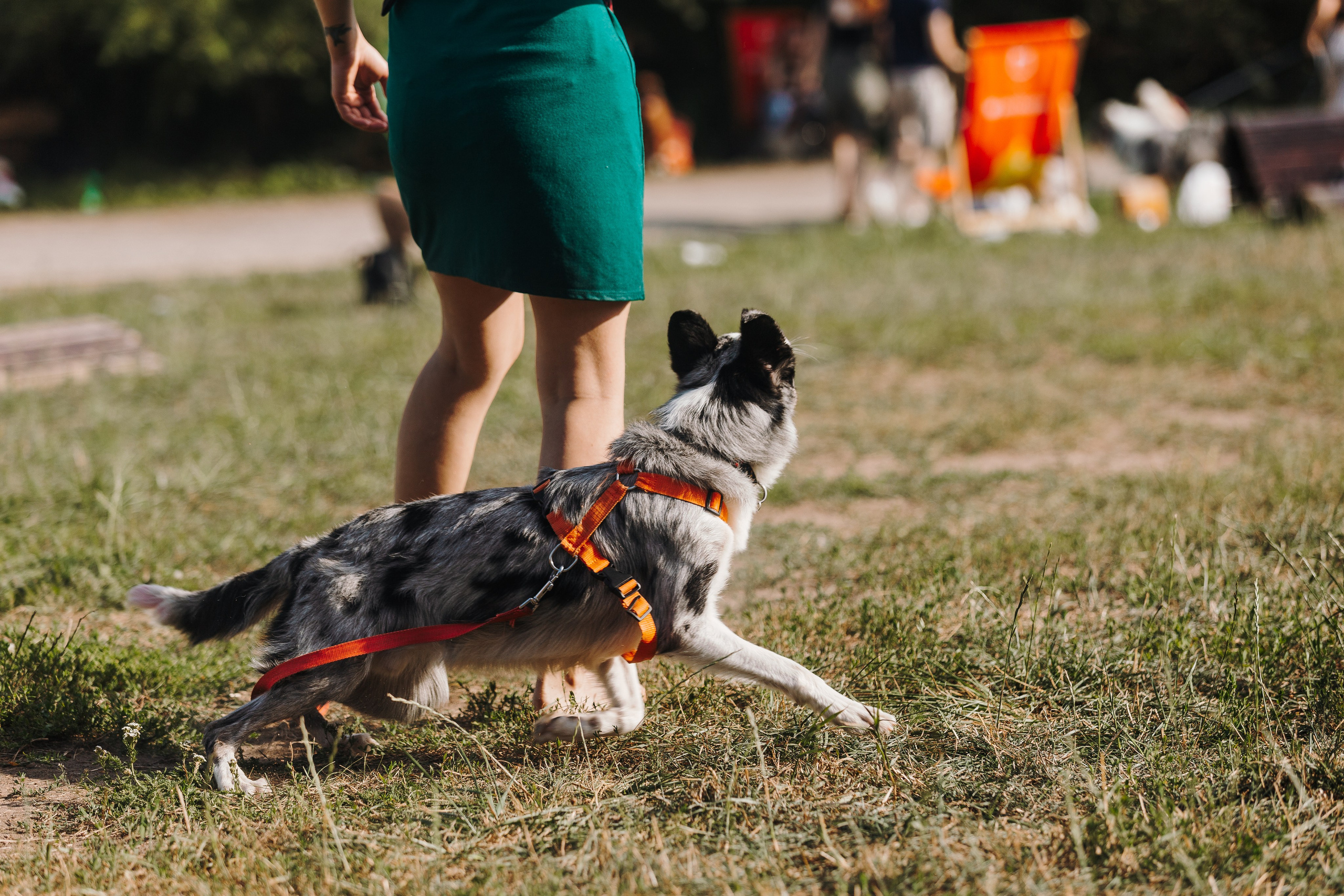 Petshop Sup day. Фотограф анималист Кристина Карпова, Москва