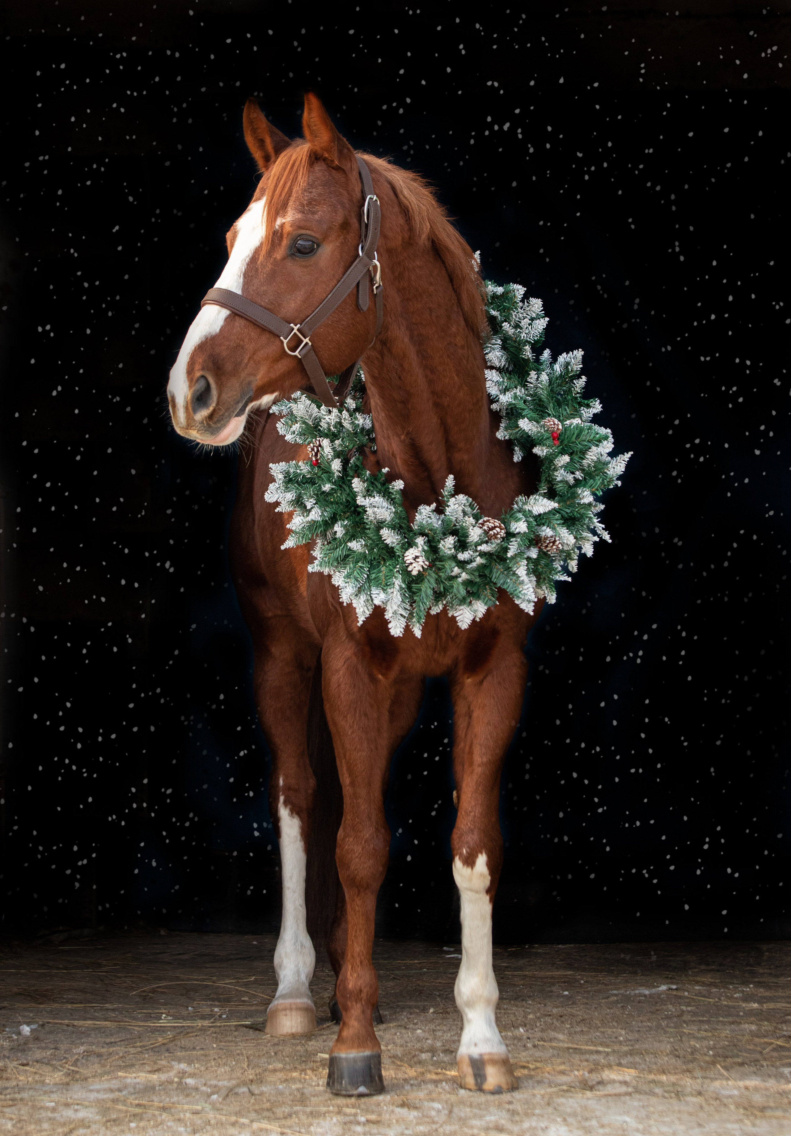 Портреты лошадей. Главная