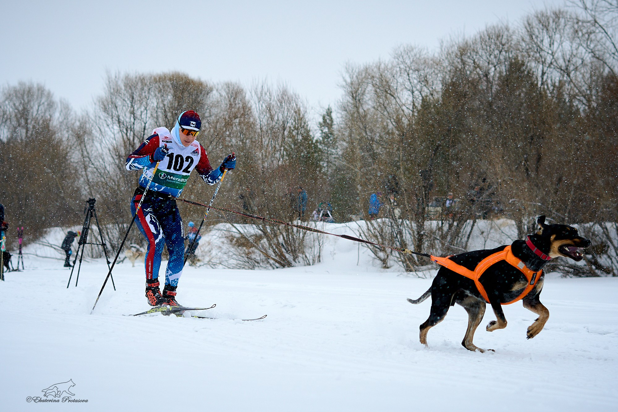 Соревнования по скиджорингу. Фотограф-анималист в Иркутске