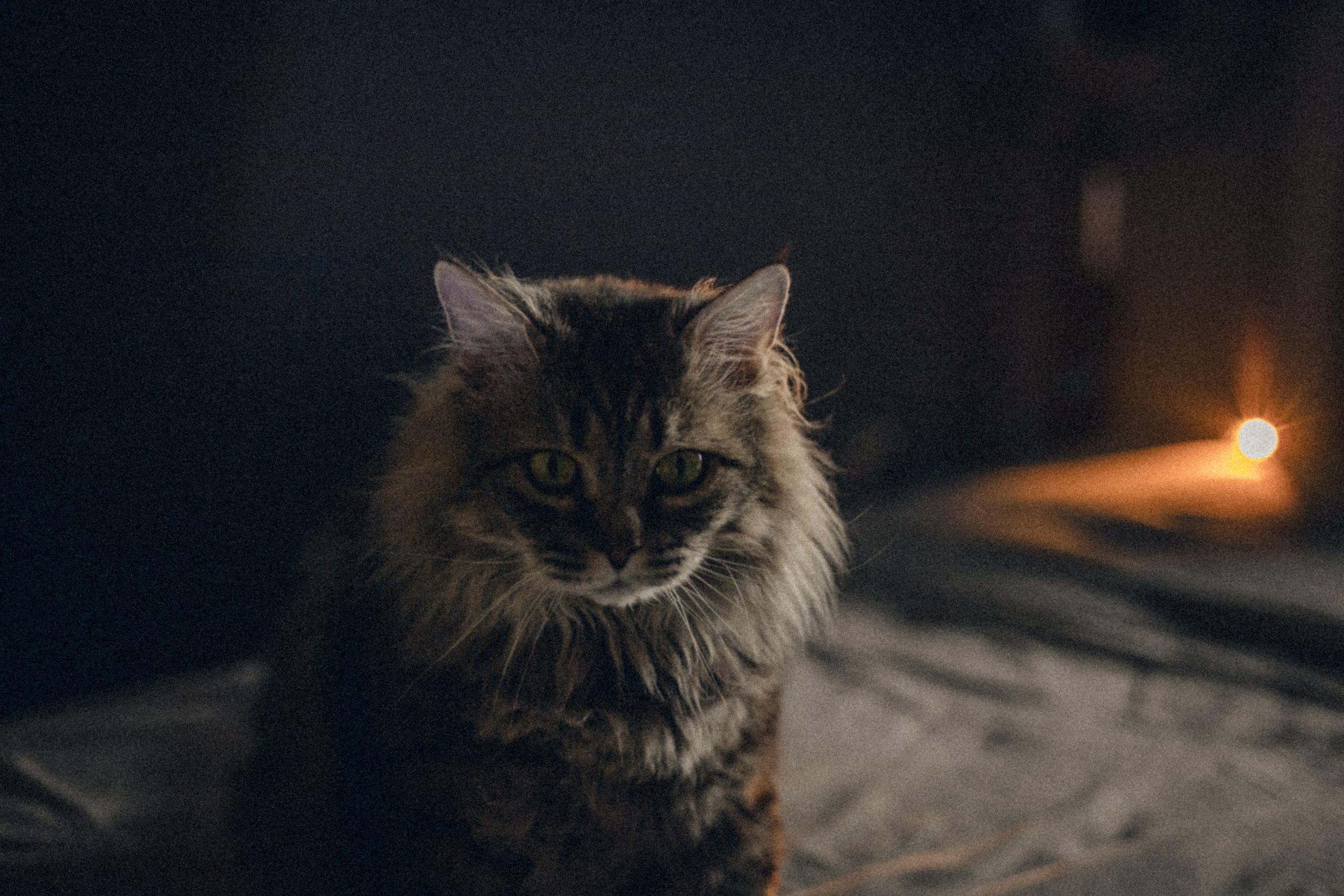 Домашняя фотосессия кота. Фотограф-анималист Татьяна Степанова