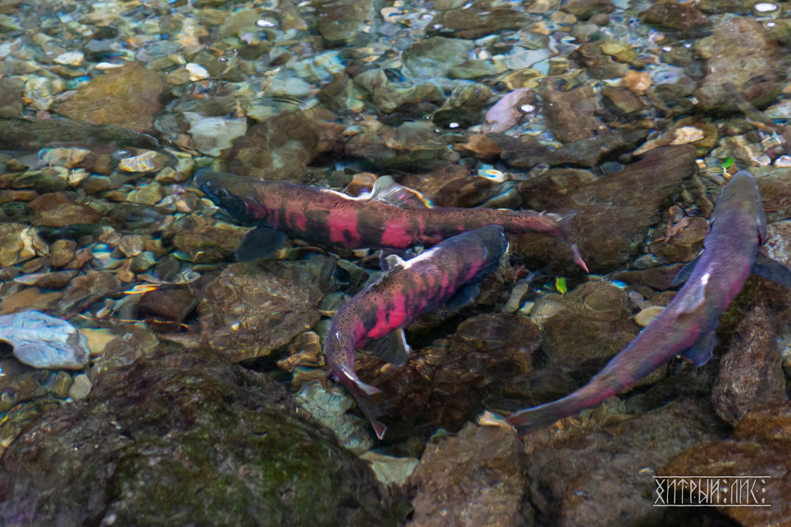 Сахалин. Фотограф-путешественник Самойлов Максим «Sly Fox»