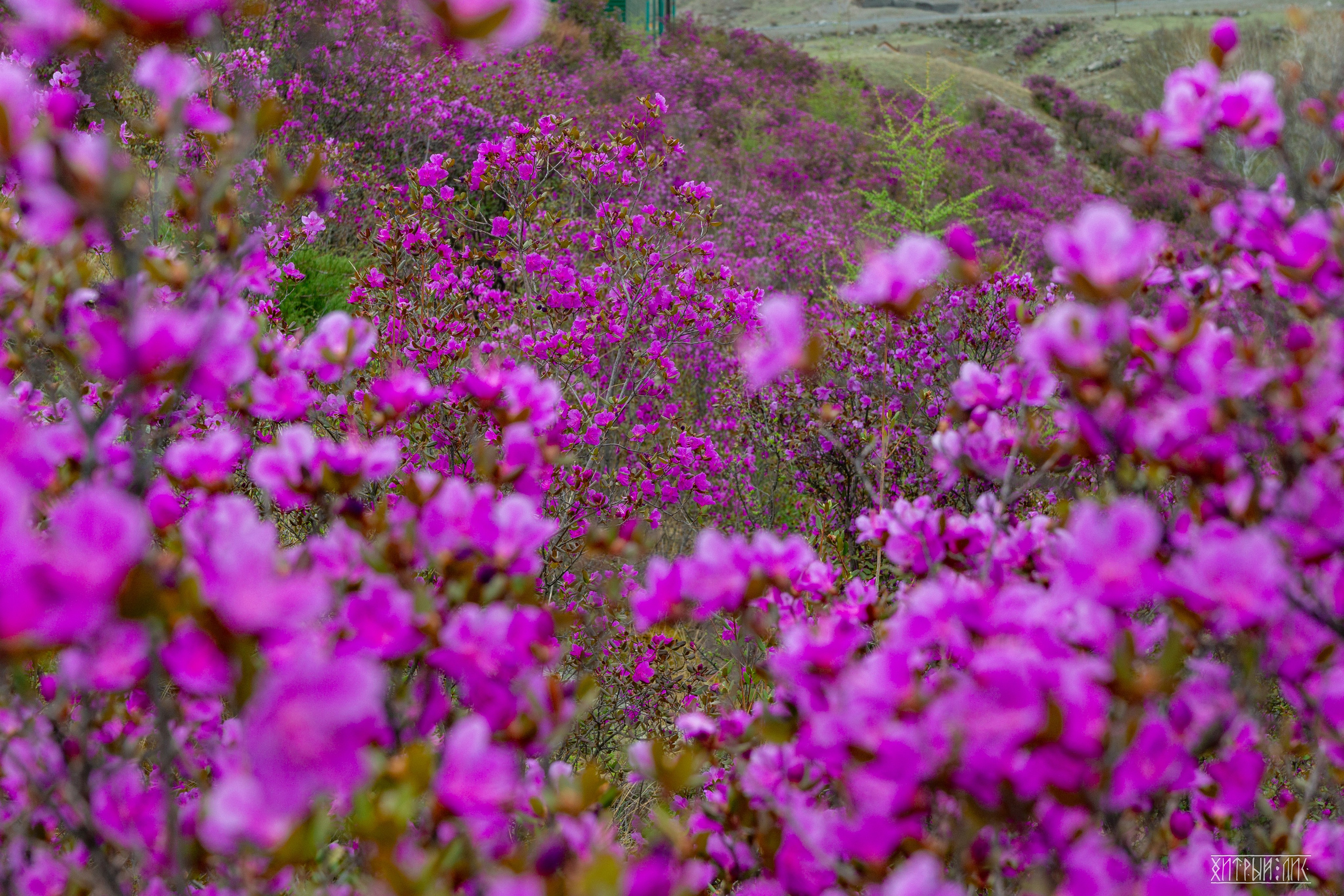 Алтай. Фотограф-путешественник Самойлов Максим «Sly Fox»