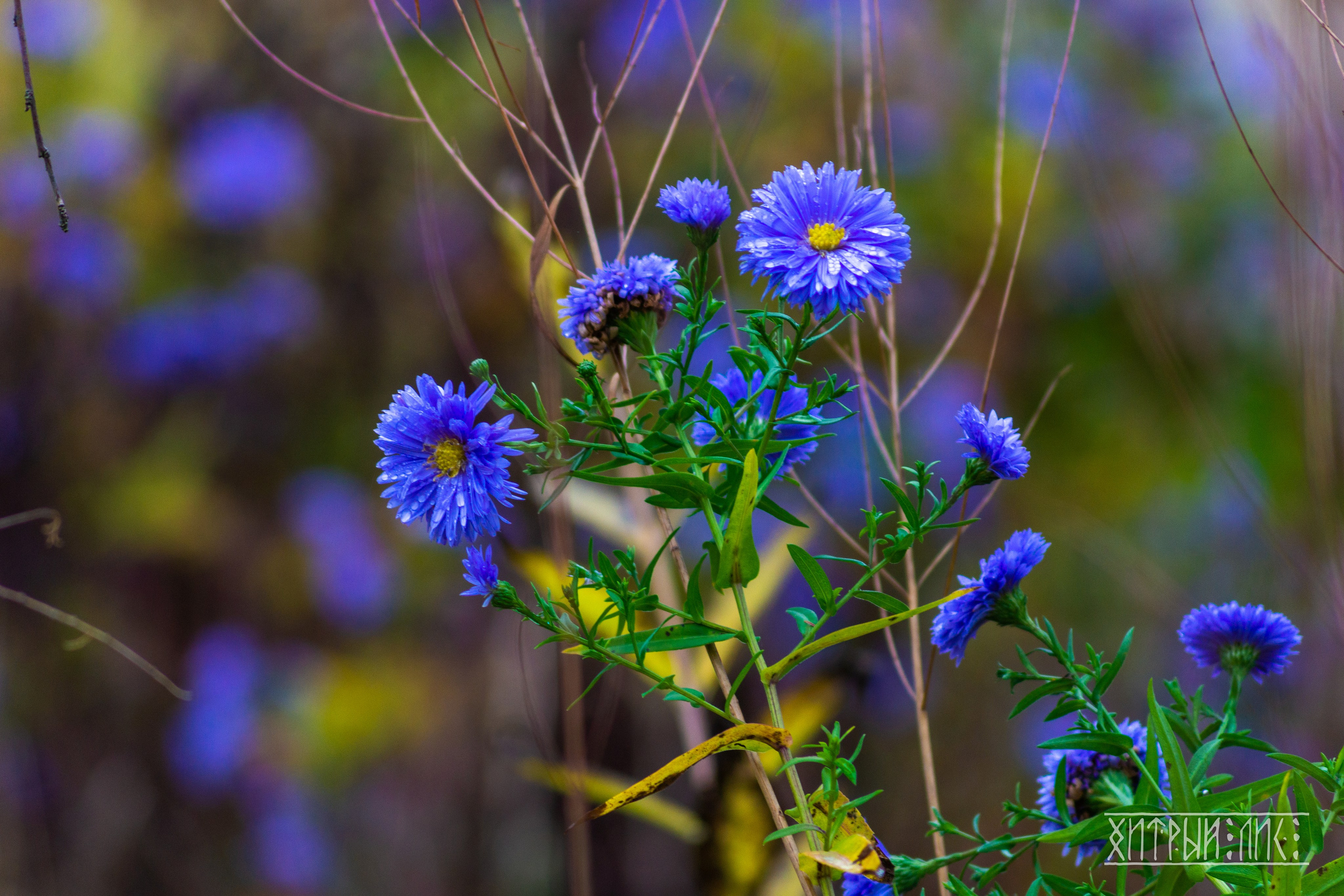 Изборск- Печоры-Псков-Новгород-Торжок. Фотограф-путешественник Самойлов Максим «Sly Fox»