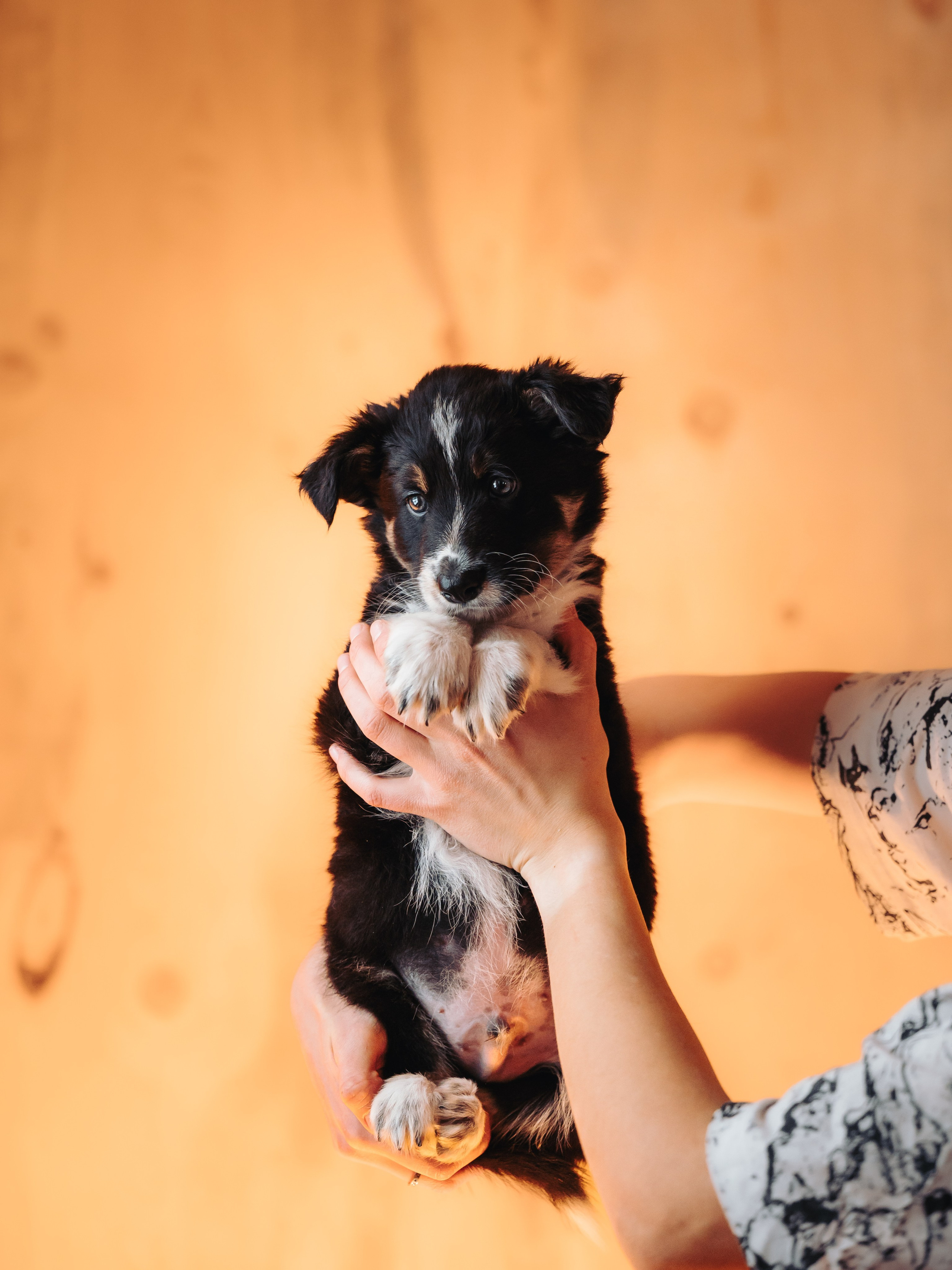 Бордер колли. Семейный фотограф анималист Ананьева Мария — Москва