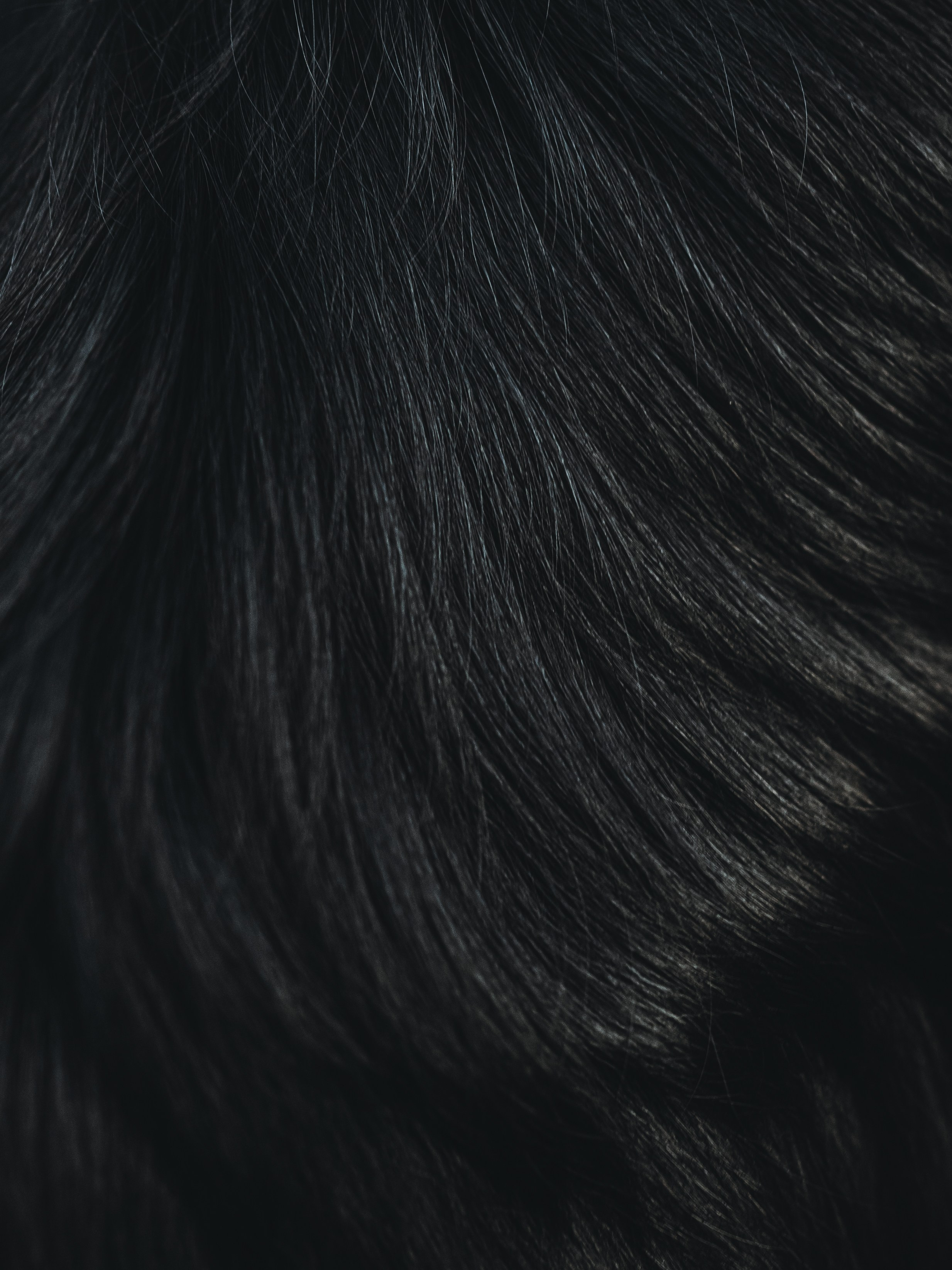 Марина и Эдж. Семейный фотограф анималист Ананьева Мария — Москва