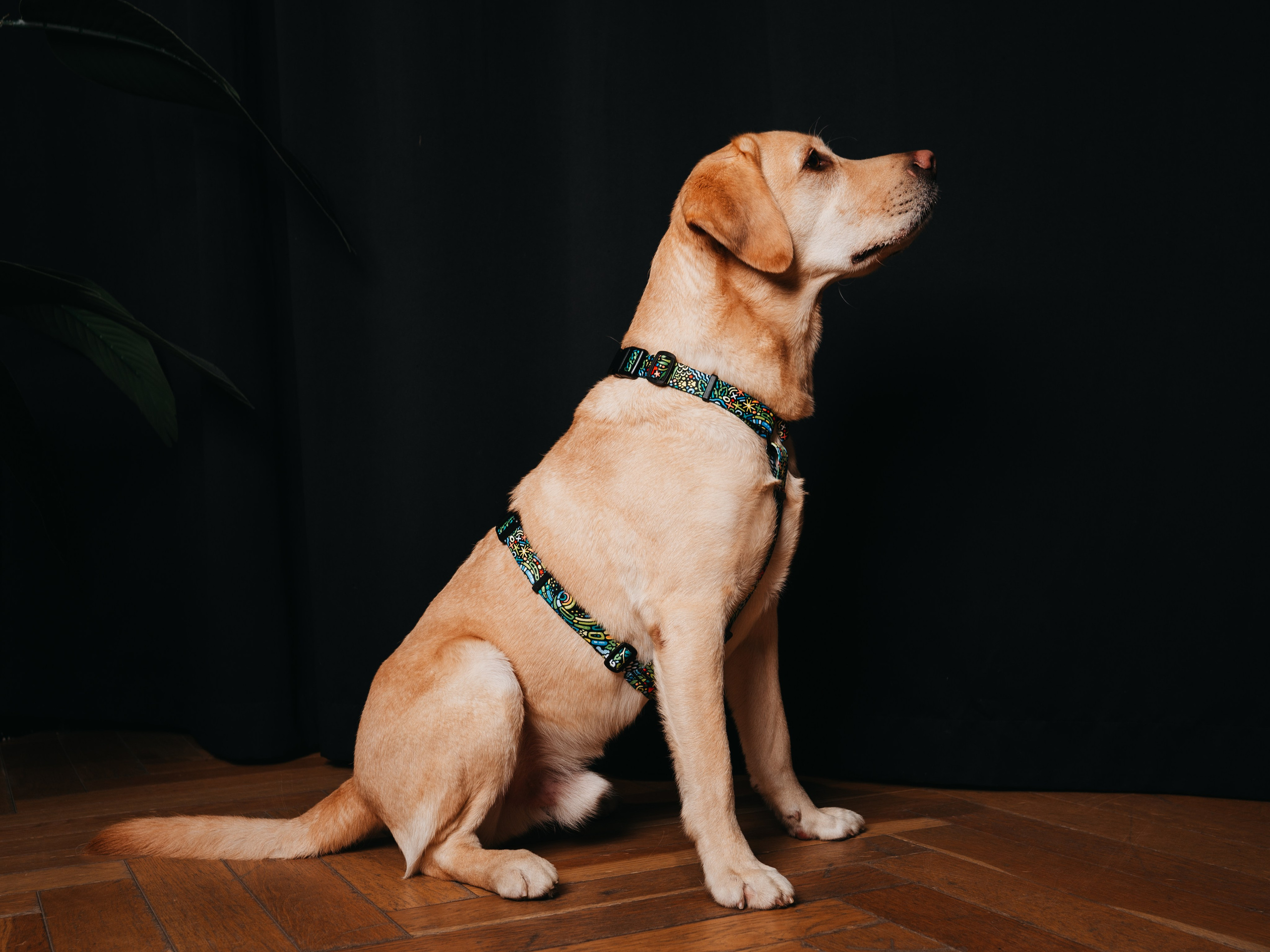 Cosmodog. Амуниция. Семейный фотограф анималист Ананьева Мария — Москва