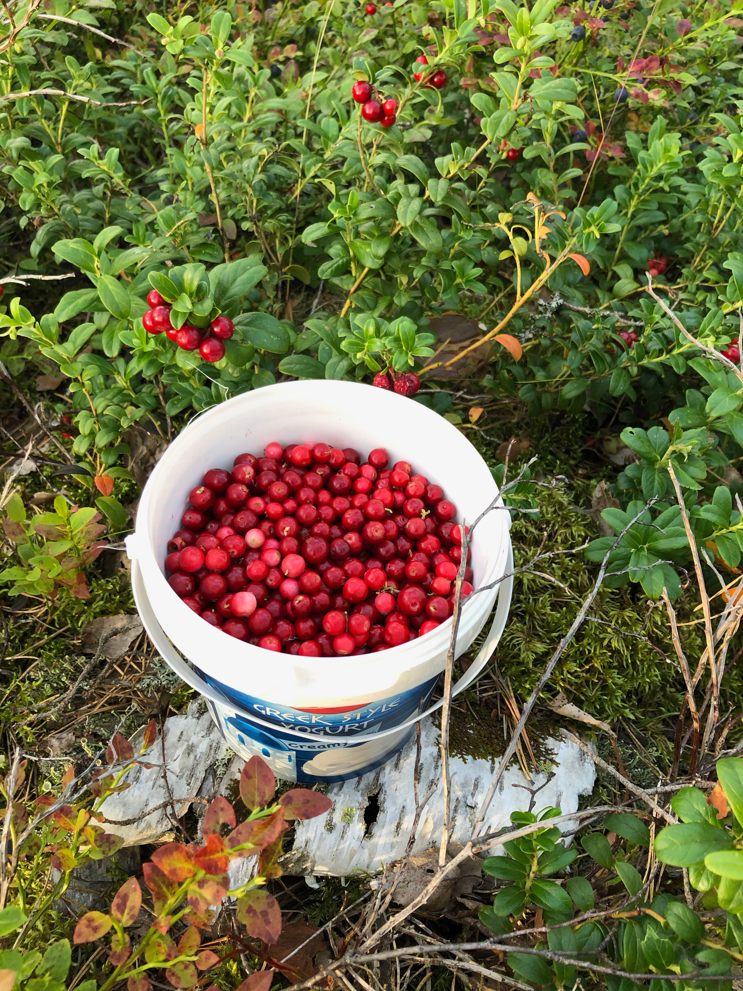 Фотоистория как я провёл лето на даче. Филатова Мария репортажный и портретный фотограф в Санкт-Петербурге