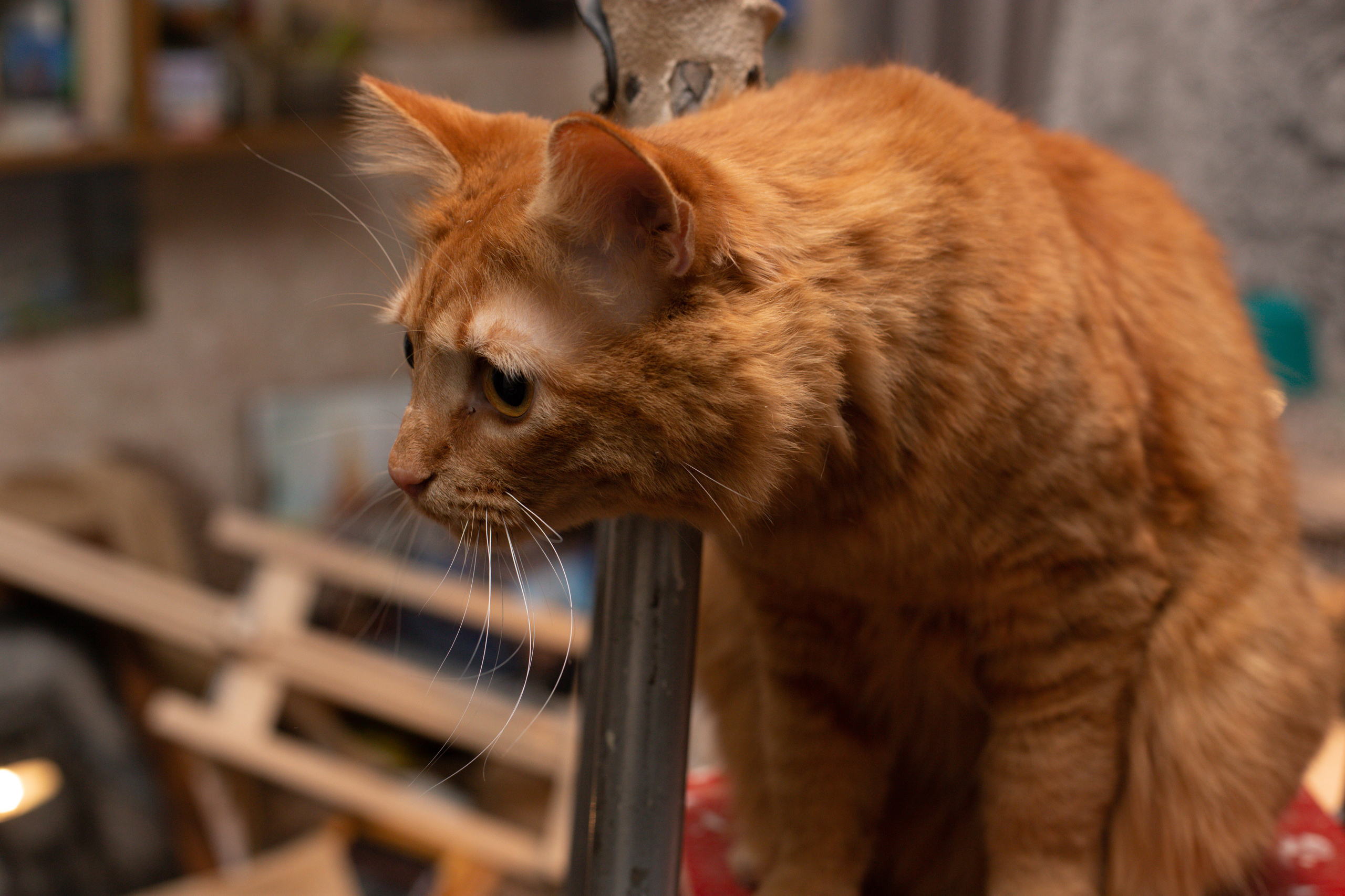 Фотосъёмка в художественной мастерской. Филатова Мария репортажный и портретный фотограф в Санкт-Петербурге