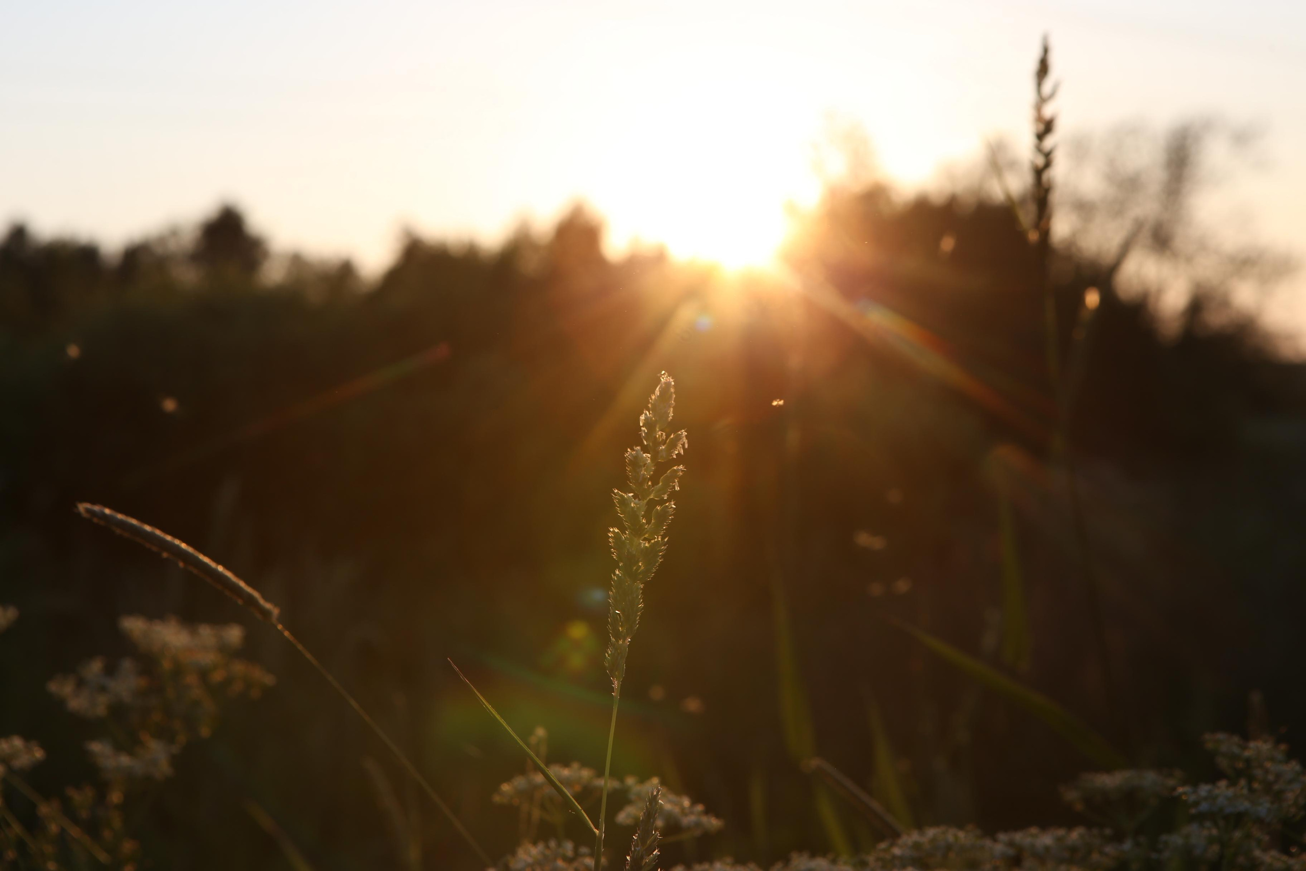 Фотоистория как я провёл лето на даче. Филатова Мария репортажный и портретный фотограф в Санкт-Петербурге