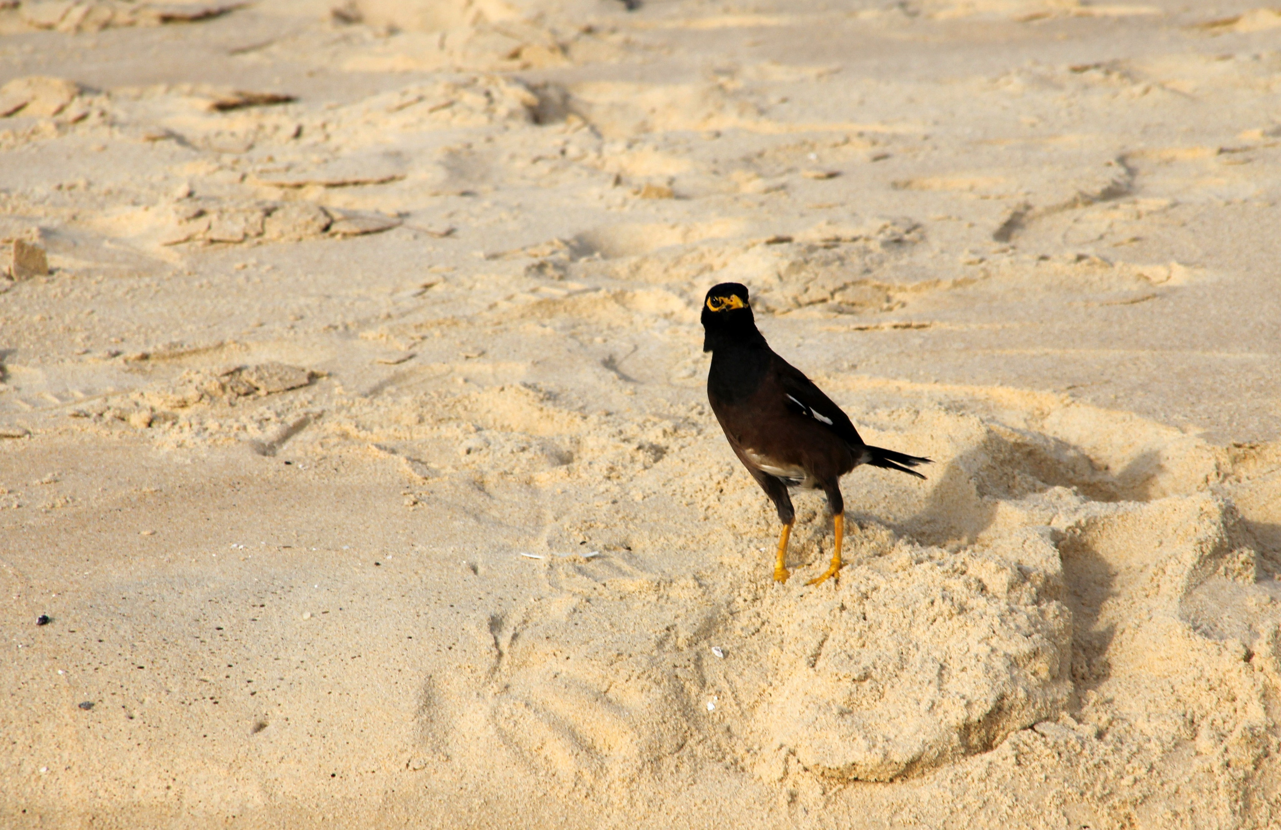 Пхукет. Фотограф Алексей Федорищев