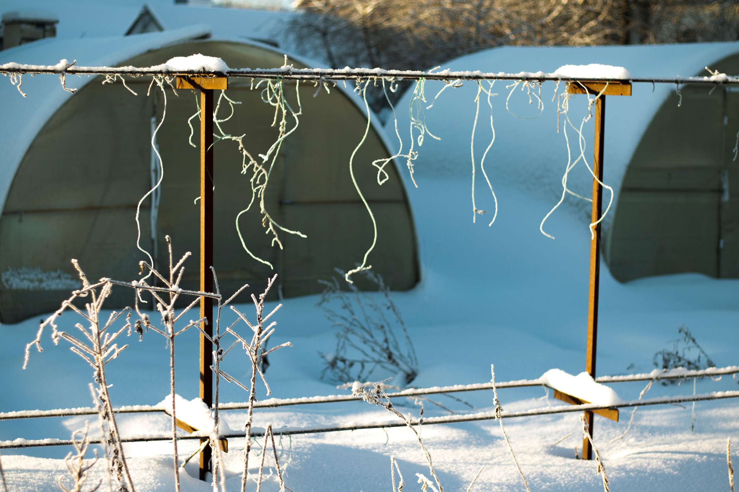 一月的花园 – 冬季静谧与脆弱自然摄影