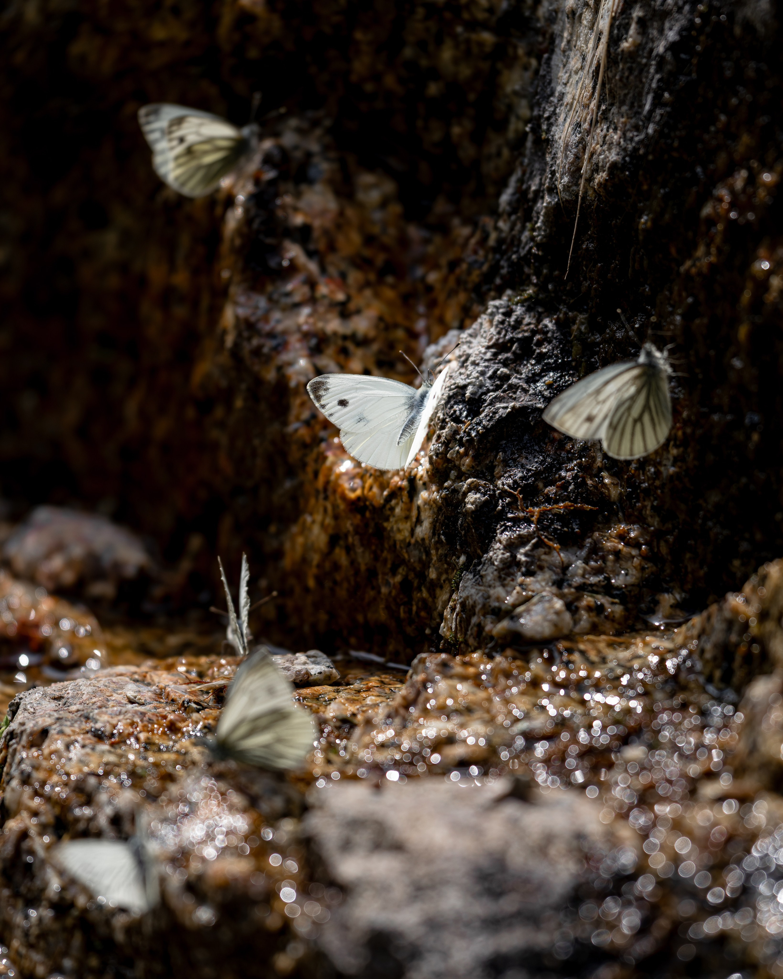 МАКРО. Фотограф в Алматы Артемий Матюнин