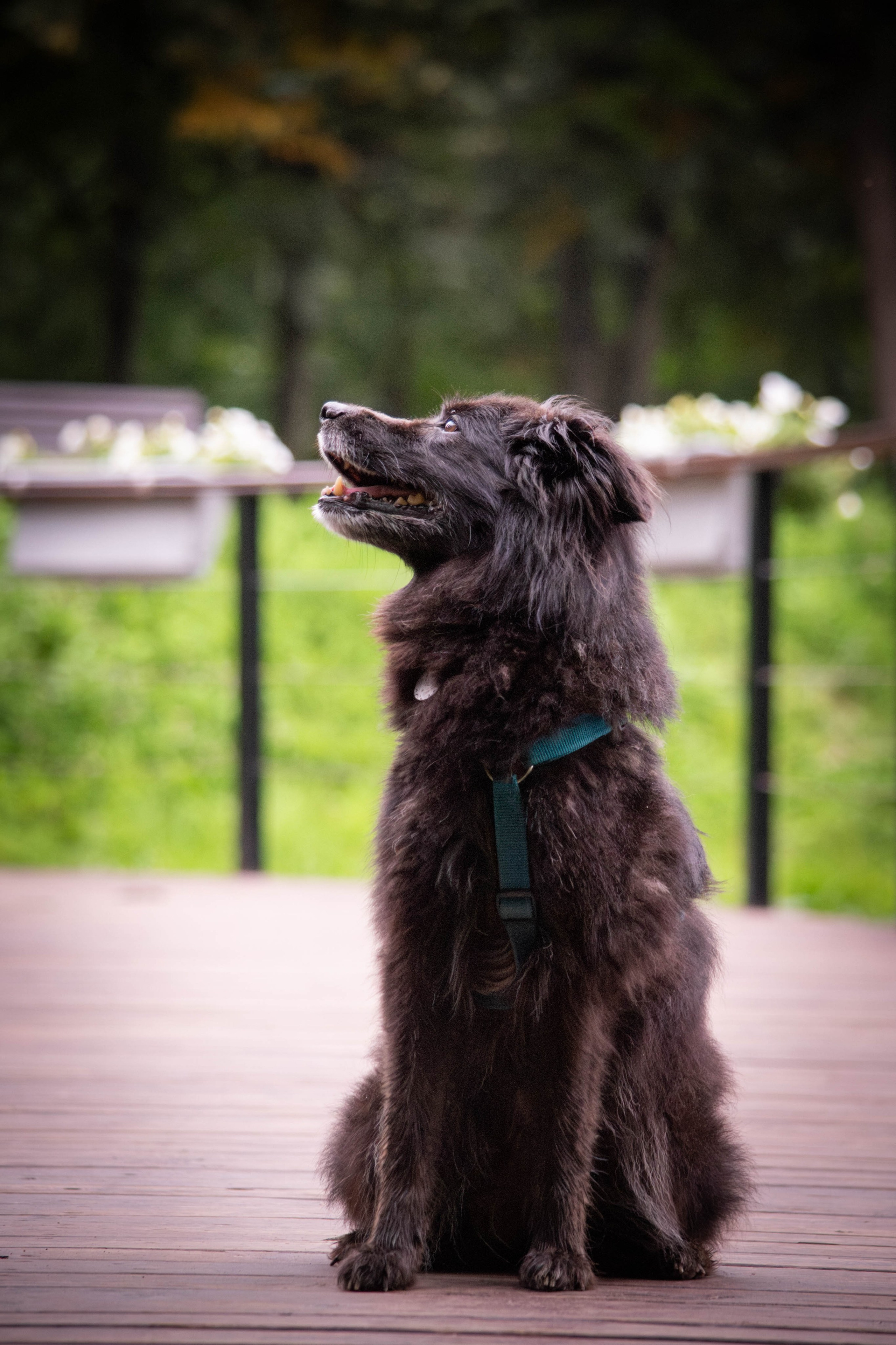 Альба и Даша. Фотограф Светлана Блинова, Москва и Московская область