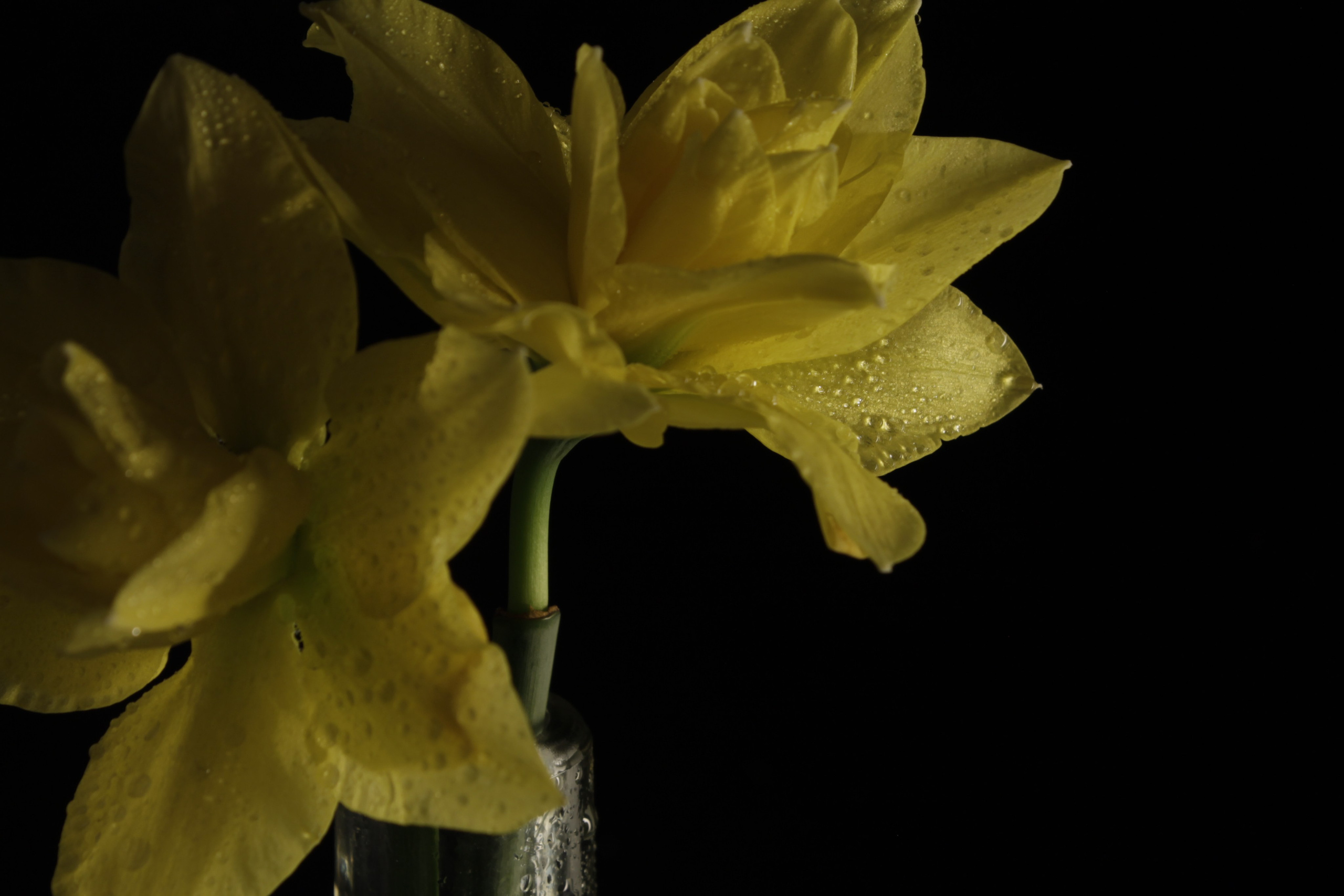 Цветы, колосья и все, что растет. Фотограф Старый Оскол Мавлыга Мария