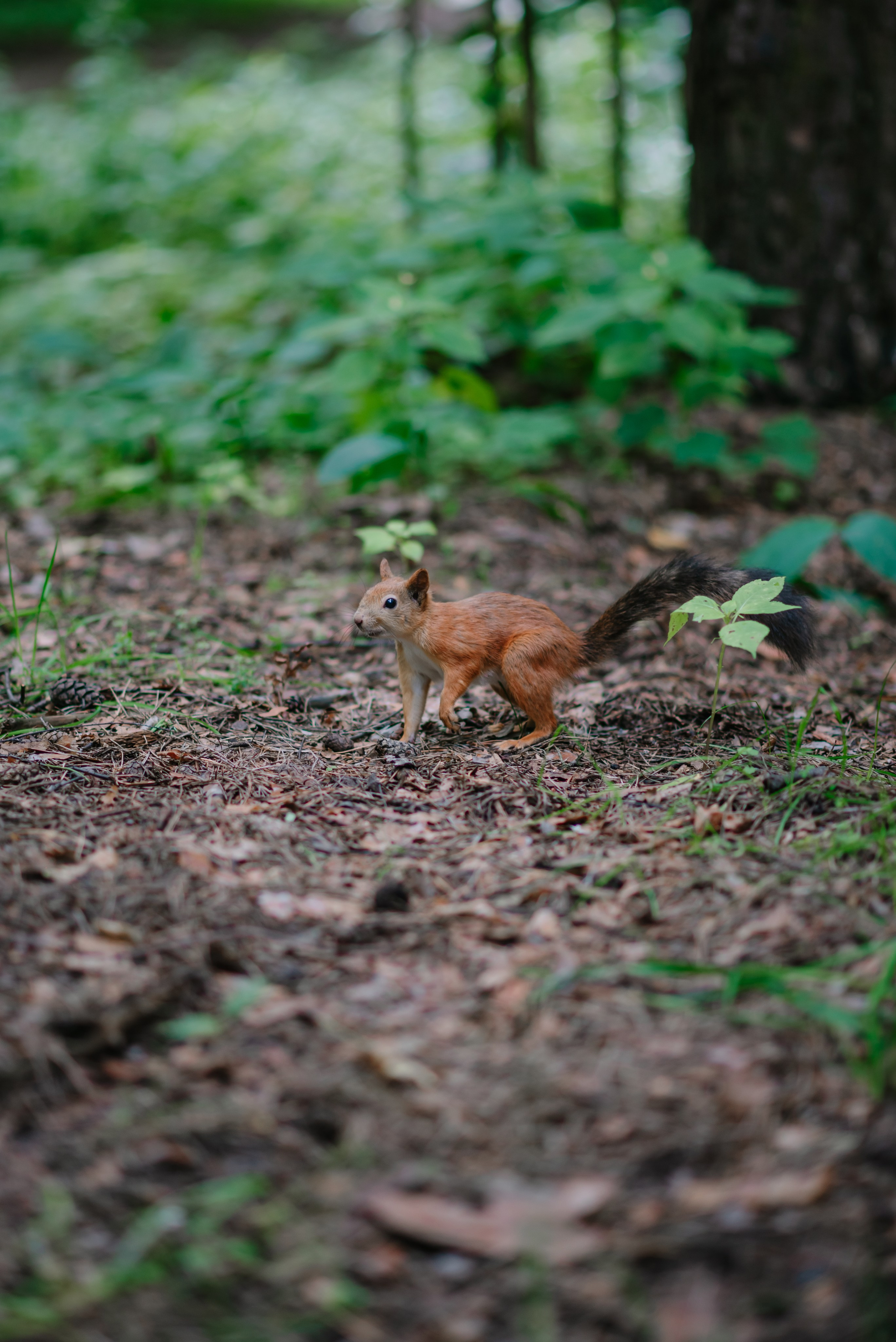 Саша & Алёна. Свадебный и семейный фотограф в Москве Лера Леридзе