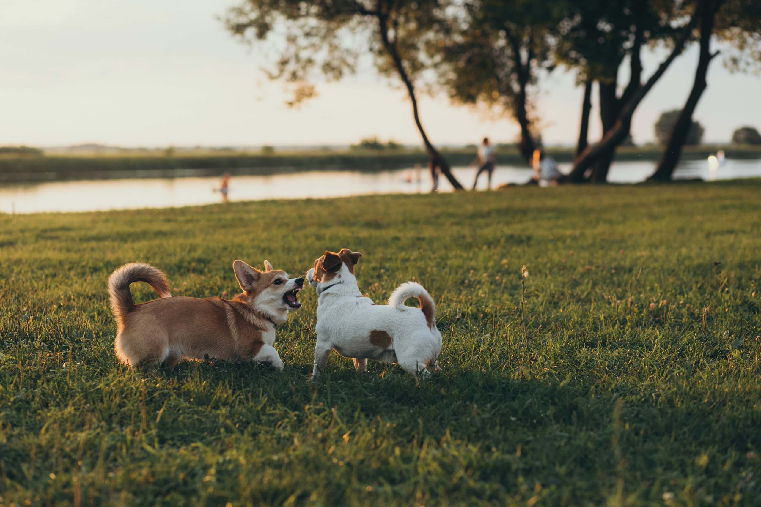 4 лапы, 2 пары ног и одно сердечко на троих ❤. Фотограф Анастасия Романова Рязань