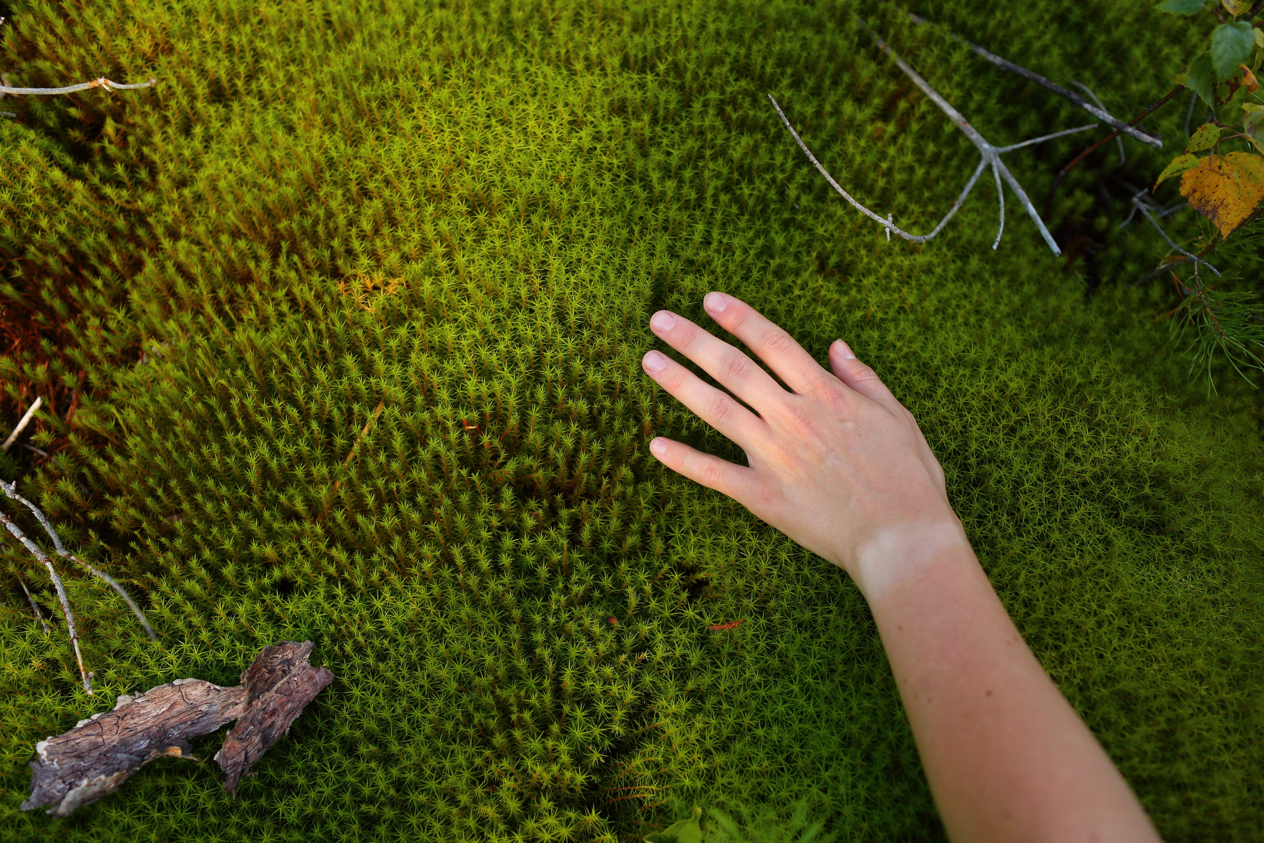 Ленинградская область — Карелия. Свадебный и репортажный фотограф в Ярославле и Санкт-Петербурге Роман Микрюков