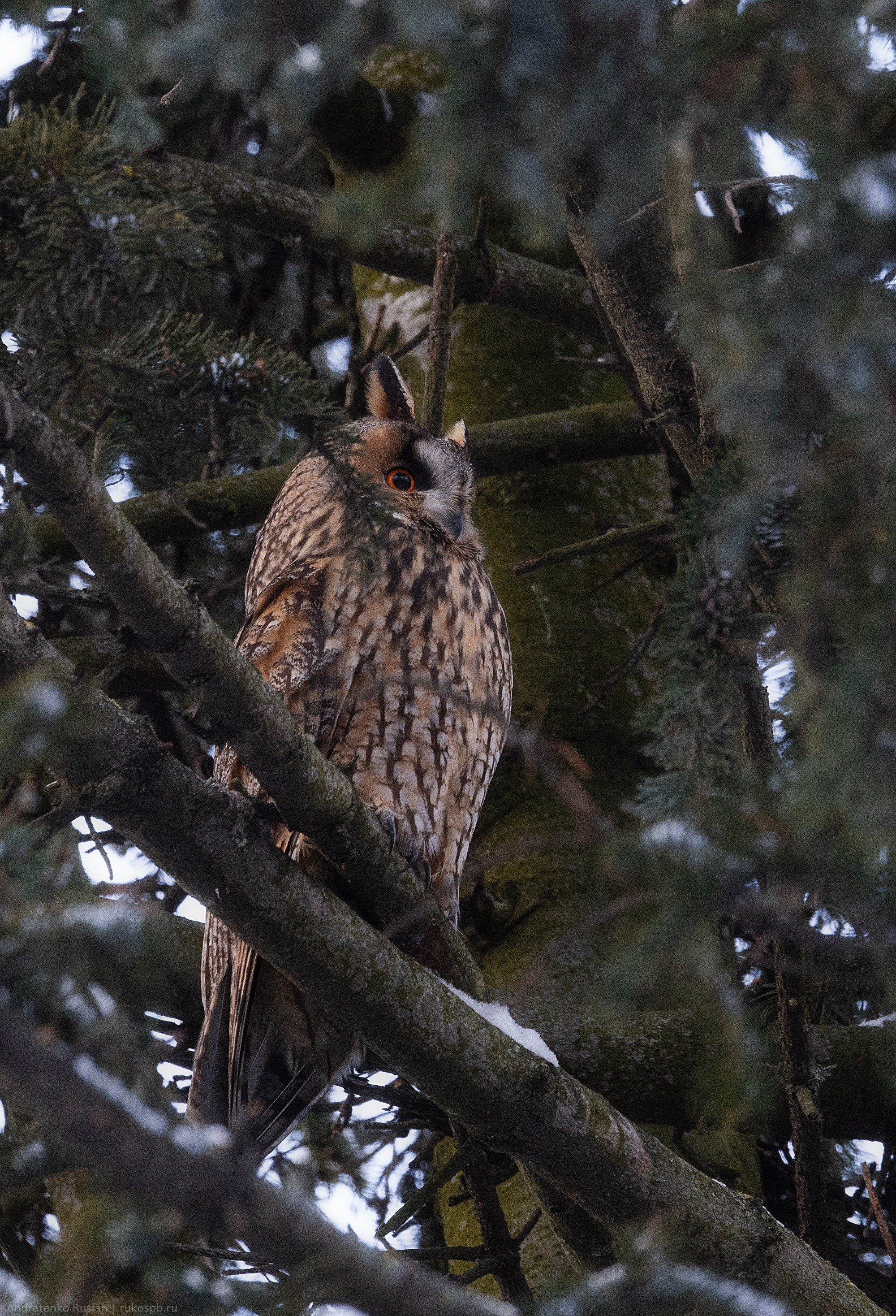 Ушастая сова. Архитектурный и пейзажный фотограф Кондратенко Руслан, Санкт-Петербург