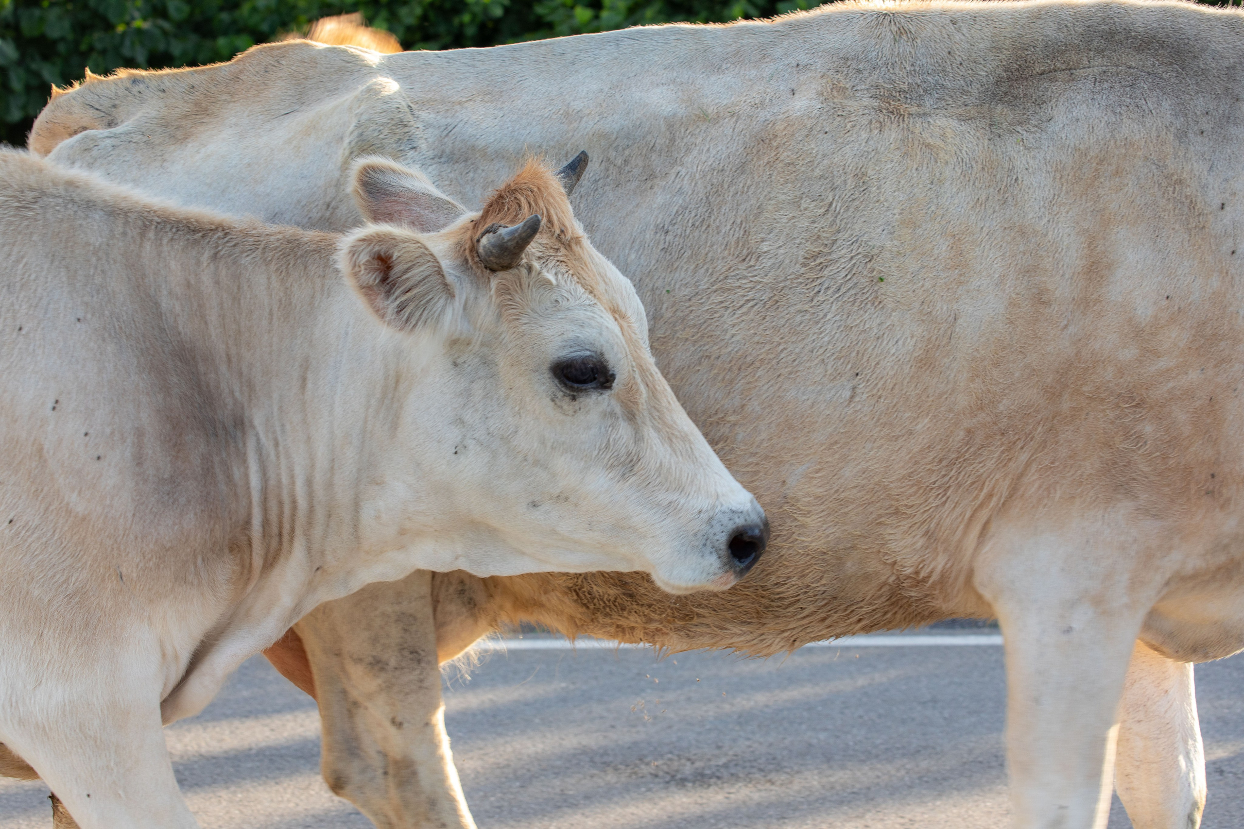 Georgia, 2024. Воройская Анна