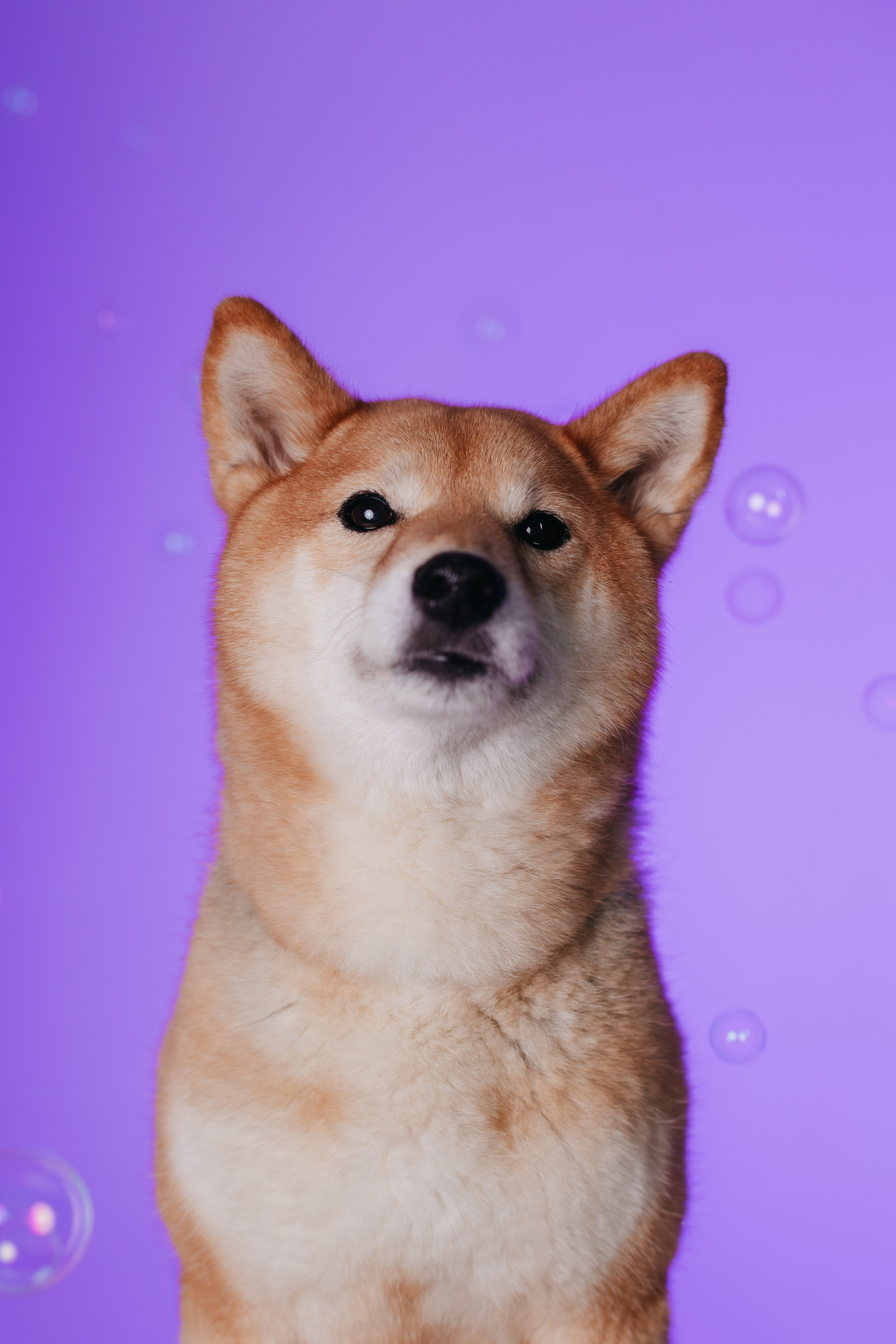 Неон 2 (фотодень). Фотограф анималист Кристина Карпова, Москва