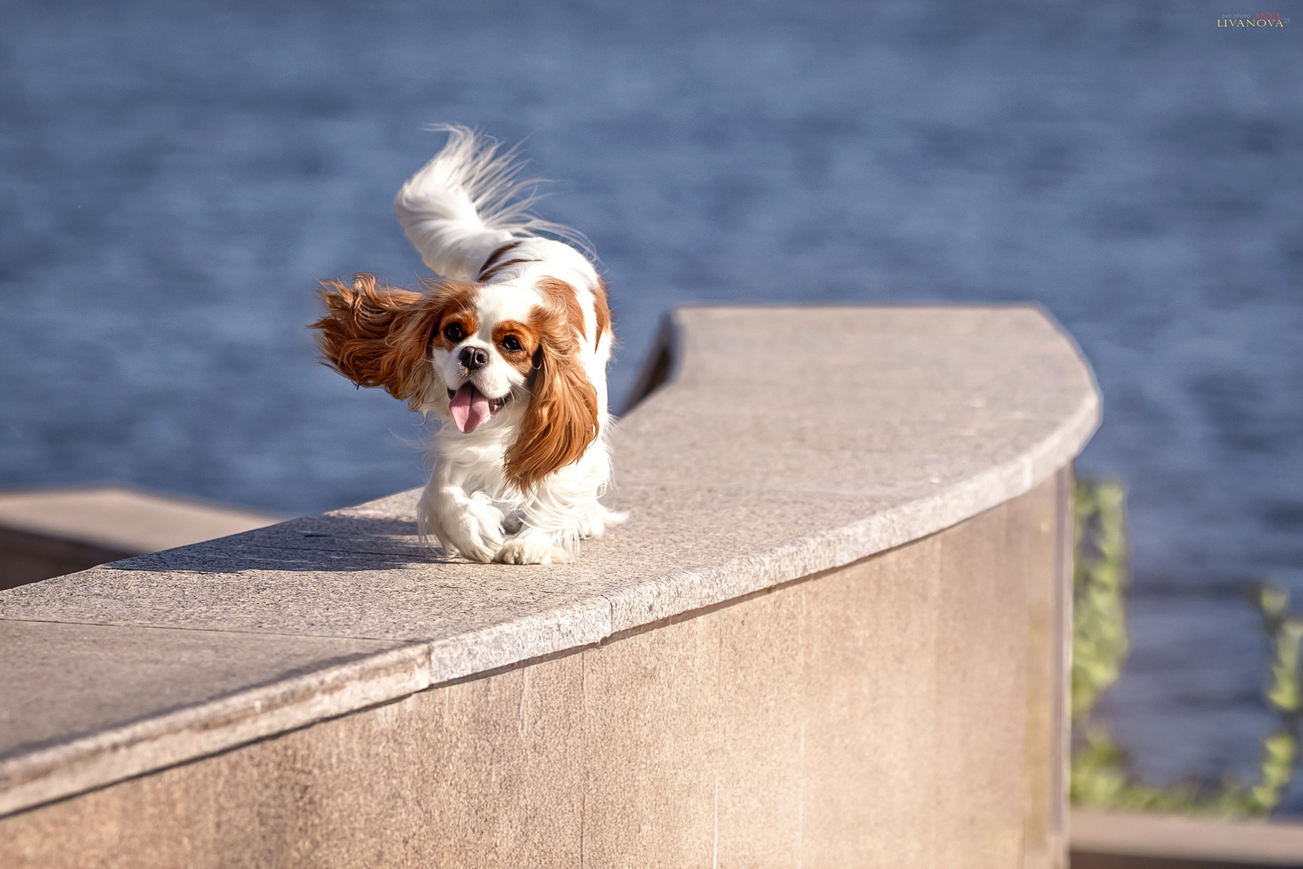 Аня и Миля. Фотограф анималист Аня Ливанова | Рыбинск