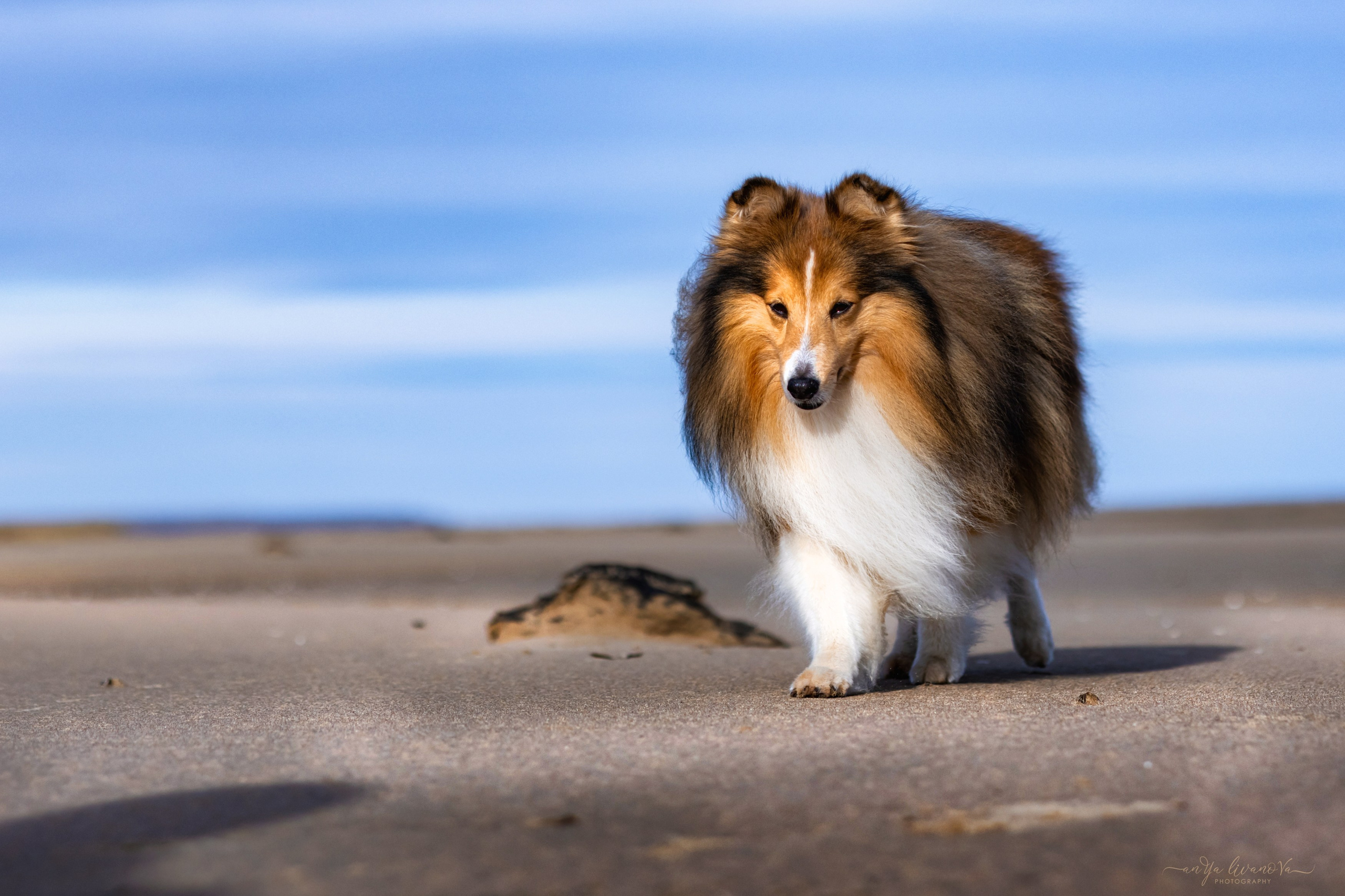 Рома. Фотограф анималист Аня Ливанова | Рыбинск