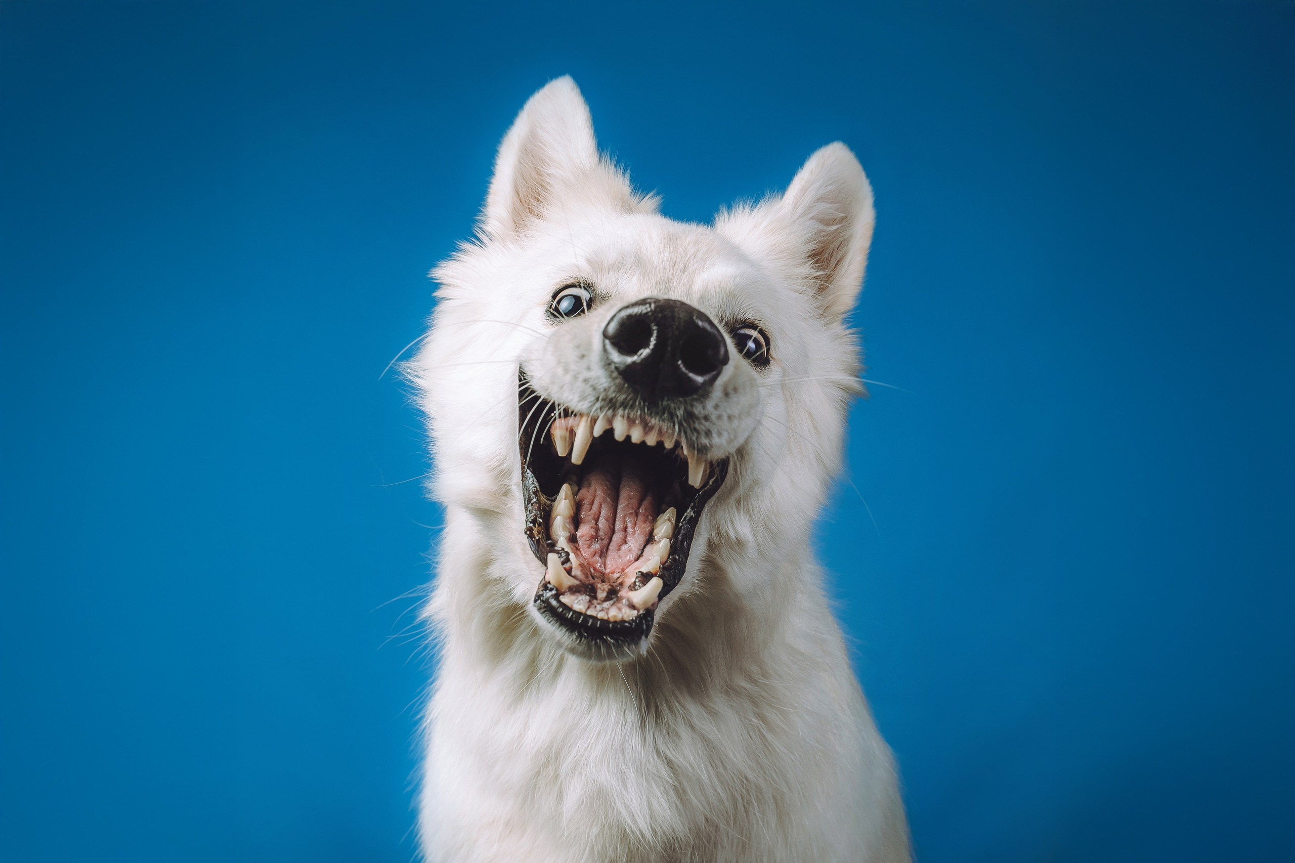 Студийные съемки с питомцами от фотографа Екатерины Киреевой