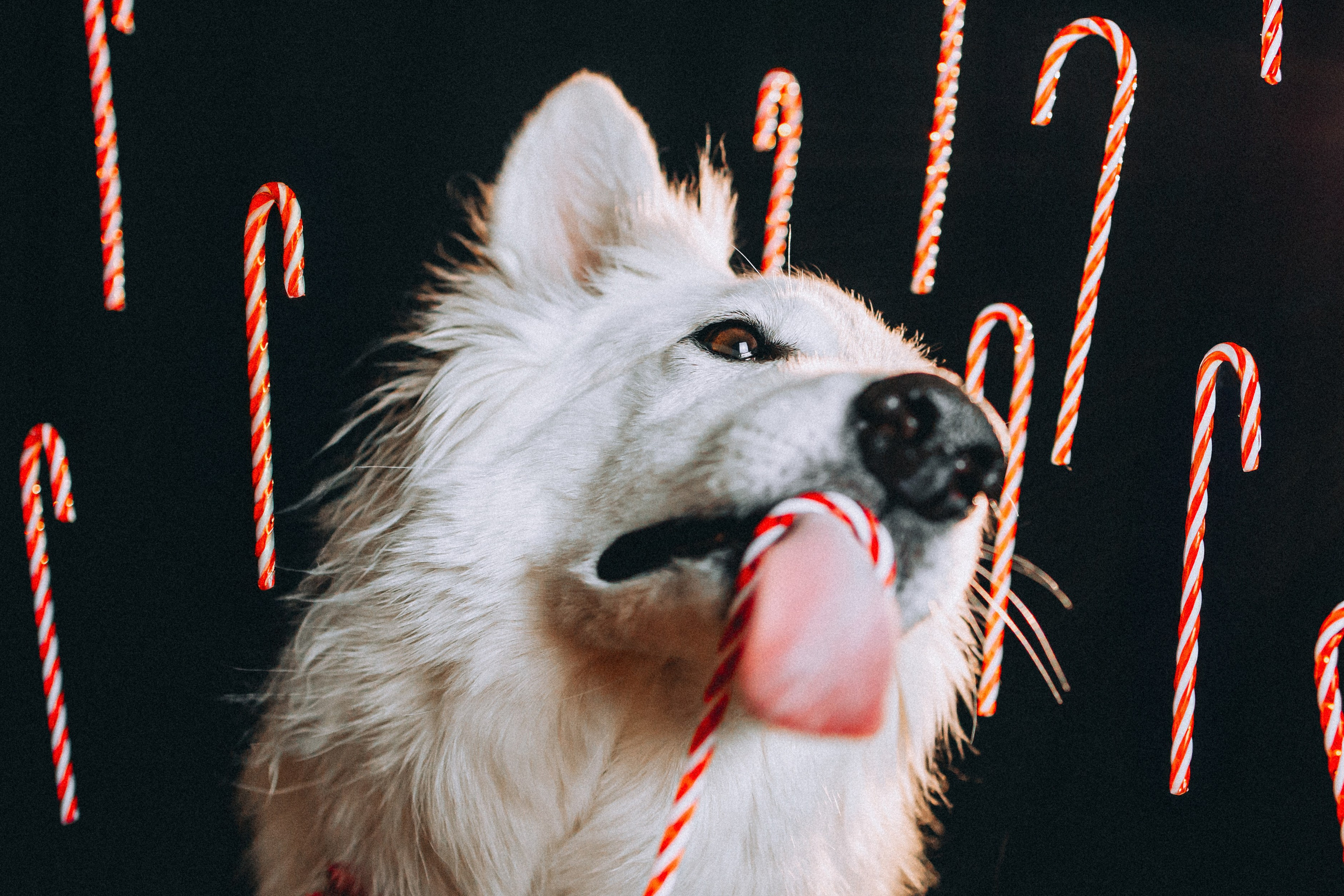 Джек, Бет и Кову