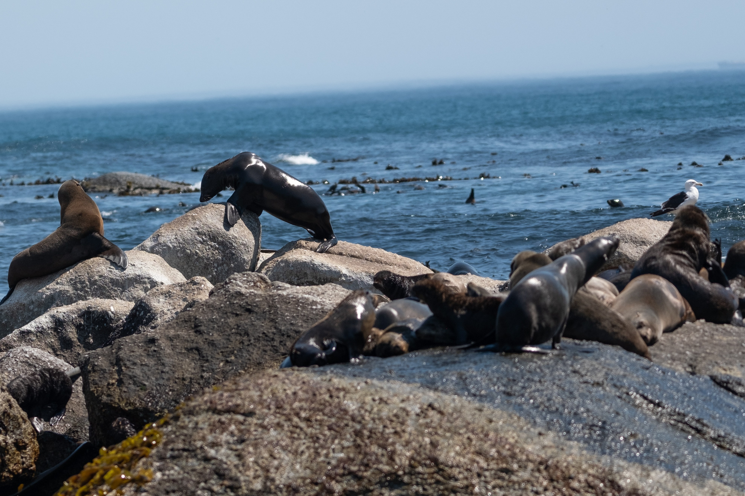 Морские котики и закат. Фотографии из путешествий