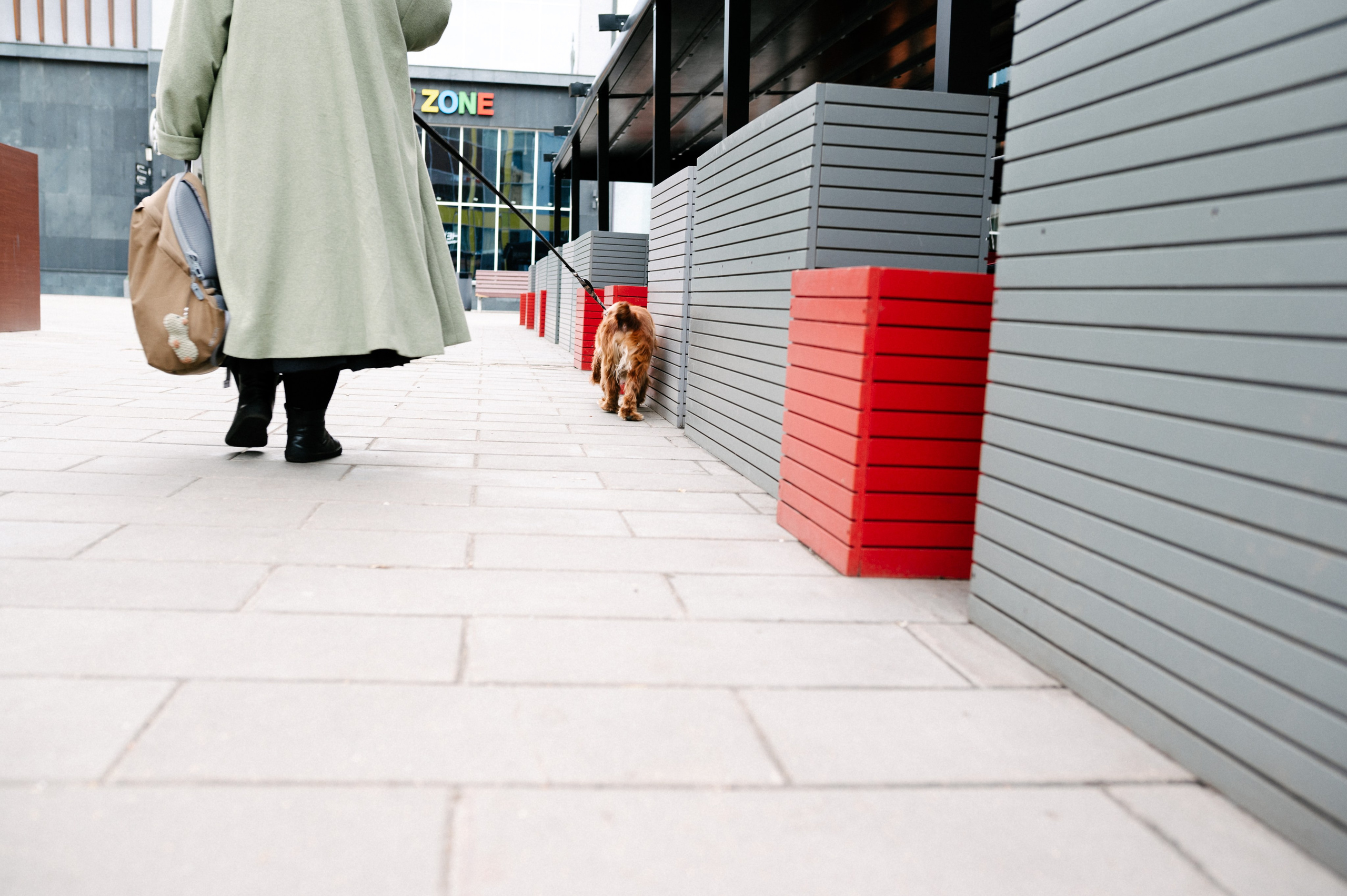Рыжая команда. Фотограф анималист в Москве Ольга Агушева