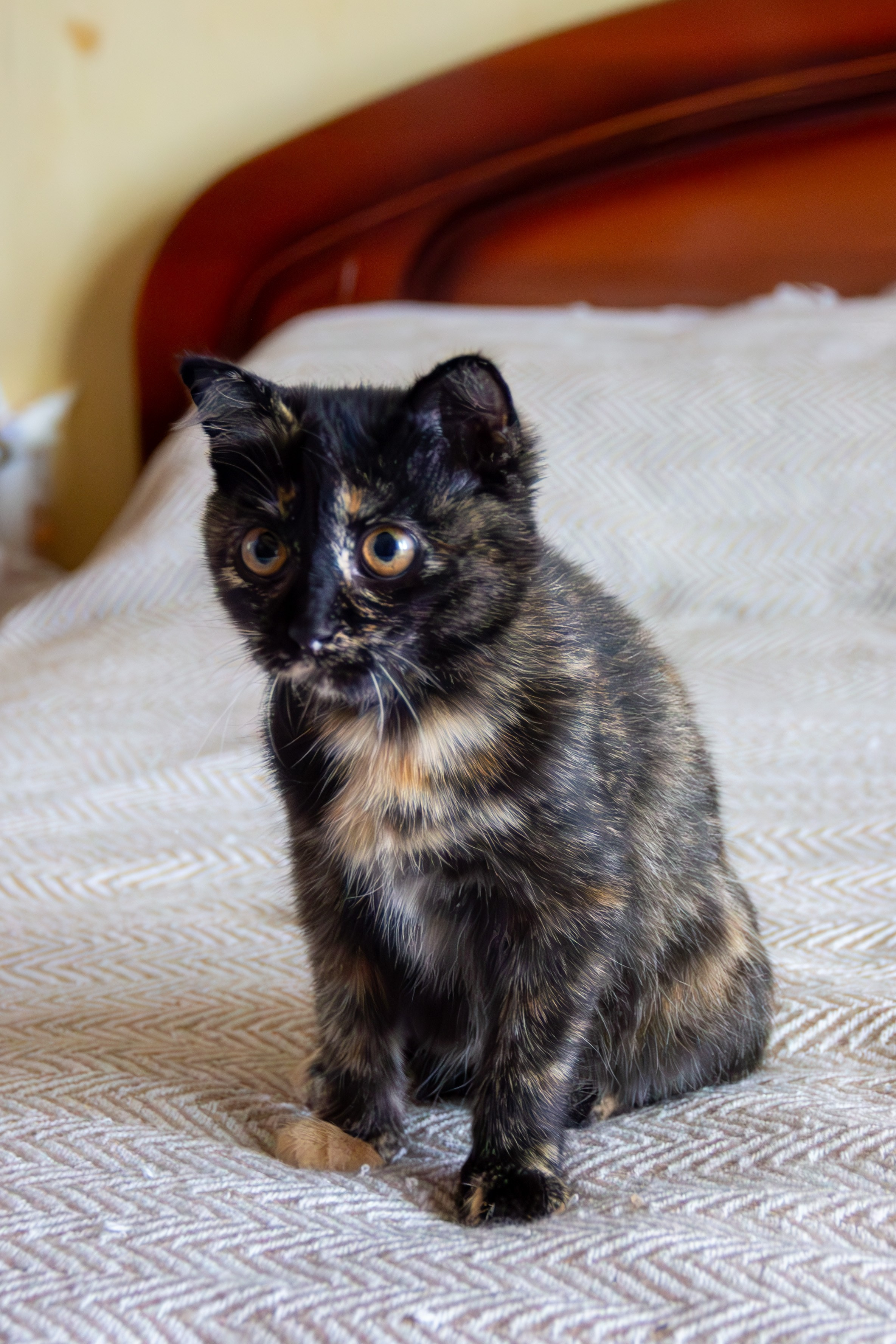 Котёнок Соня. Фотозаметки Лины Юговой | фотограф-анималист
