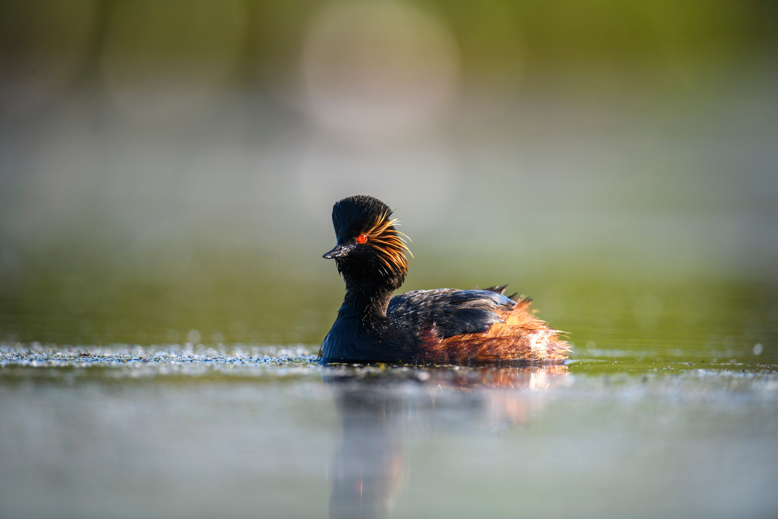 На болоте. Wildlife photography by Sergey Puponin