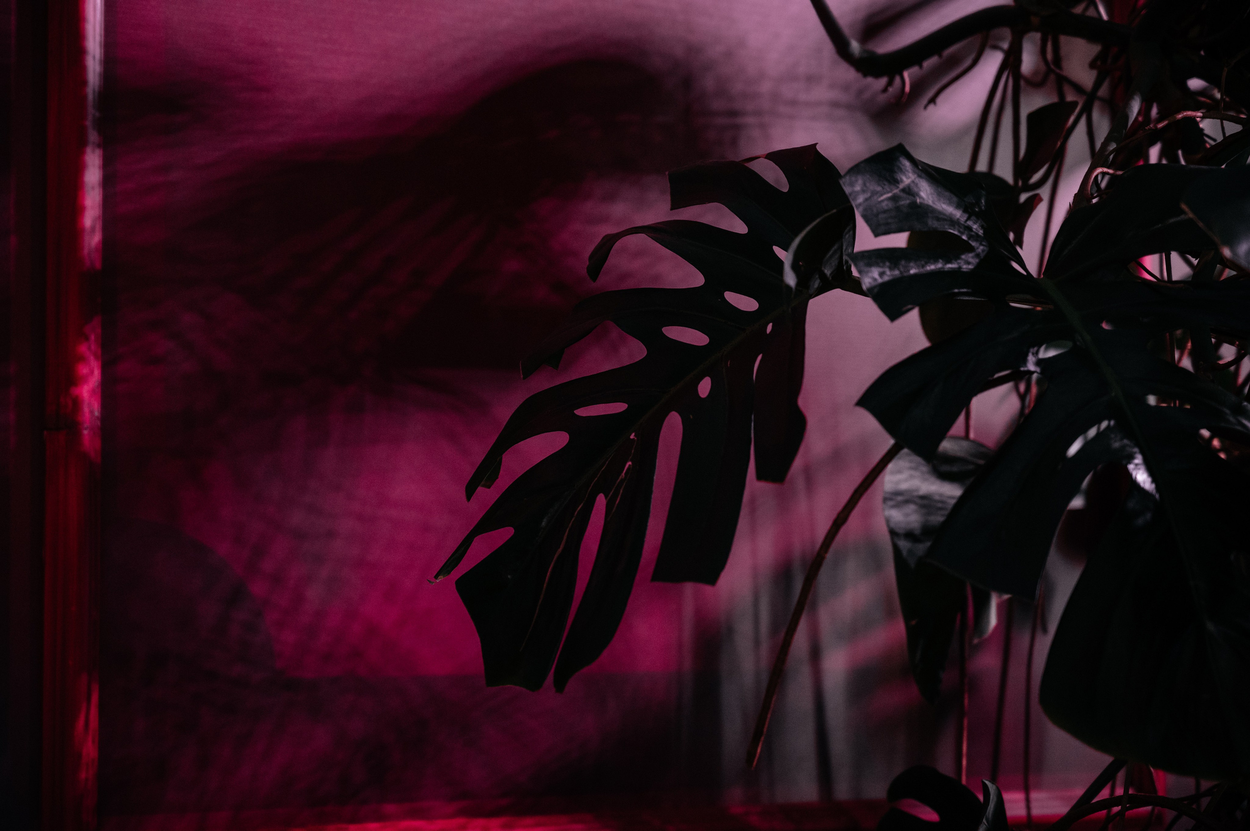 Дарья и Дмитрий RODINA. Свадебный и семейный фотограф в Краснодаре Роман Моско