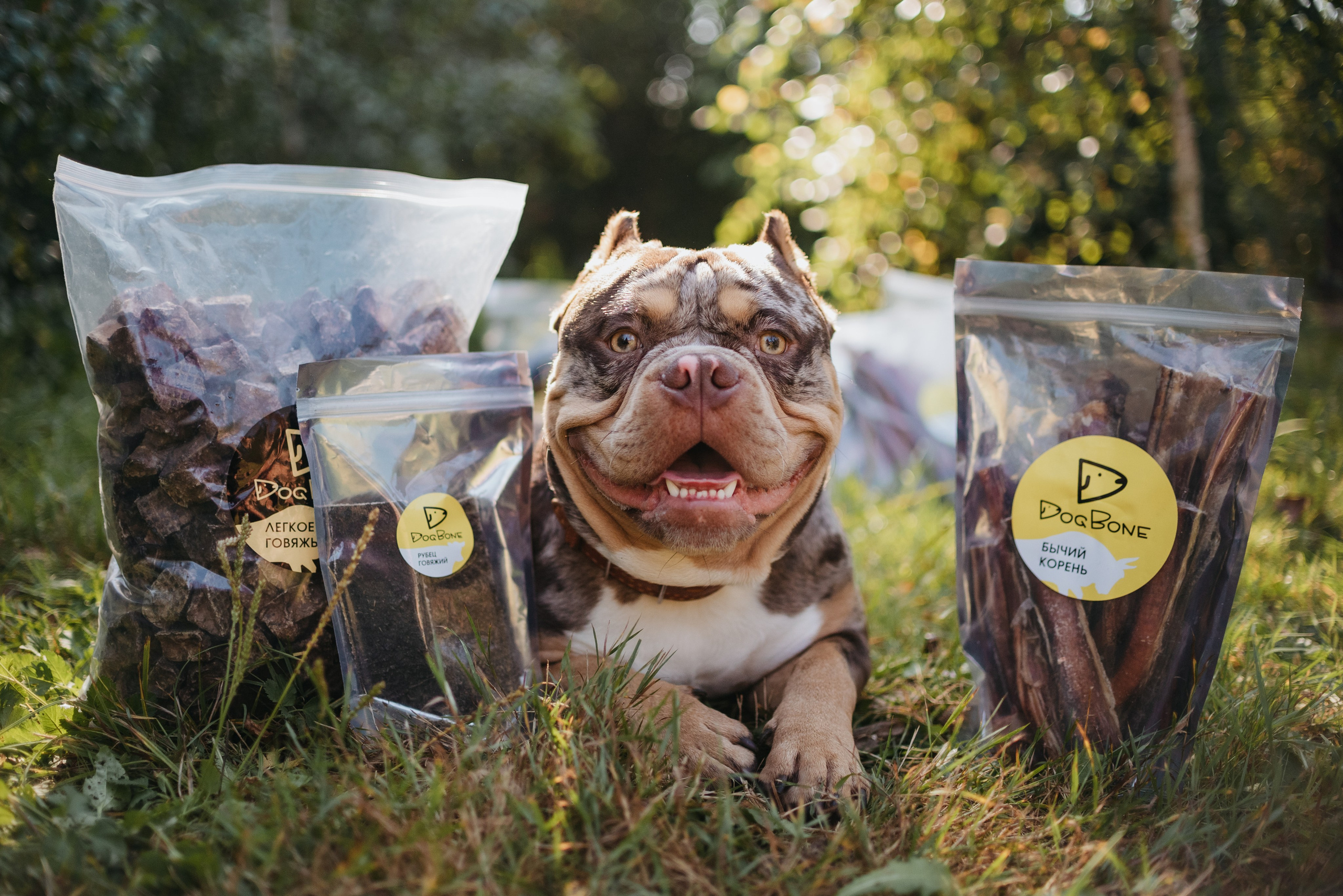Dog Bone контент. Фотограф-анималист Валерия, Москва, Мытищи