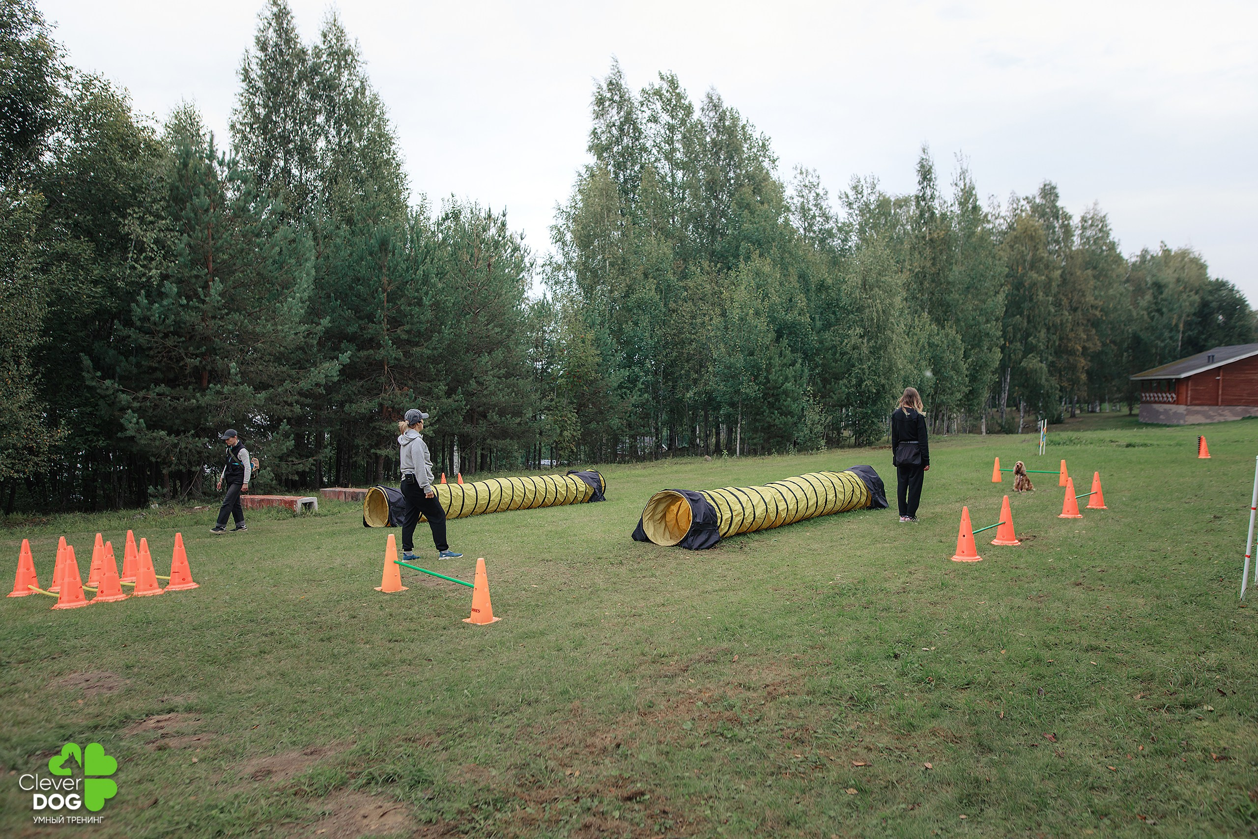 Кинологический лагерь CleverDog, 2024. Фотограф-анималист Mary Mart — Москва, Питер