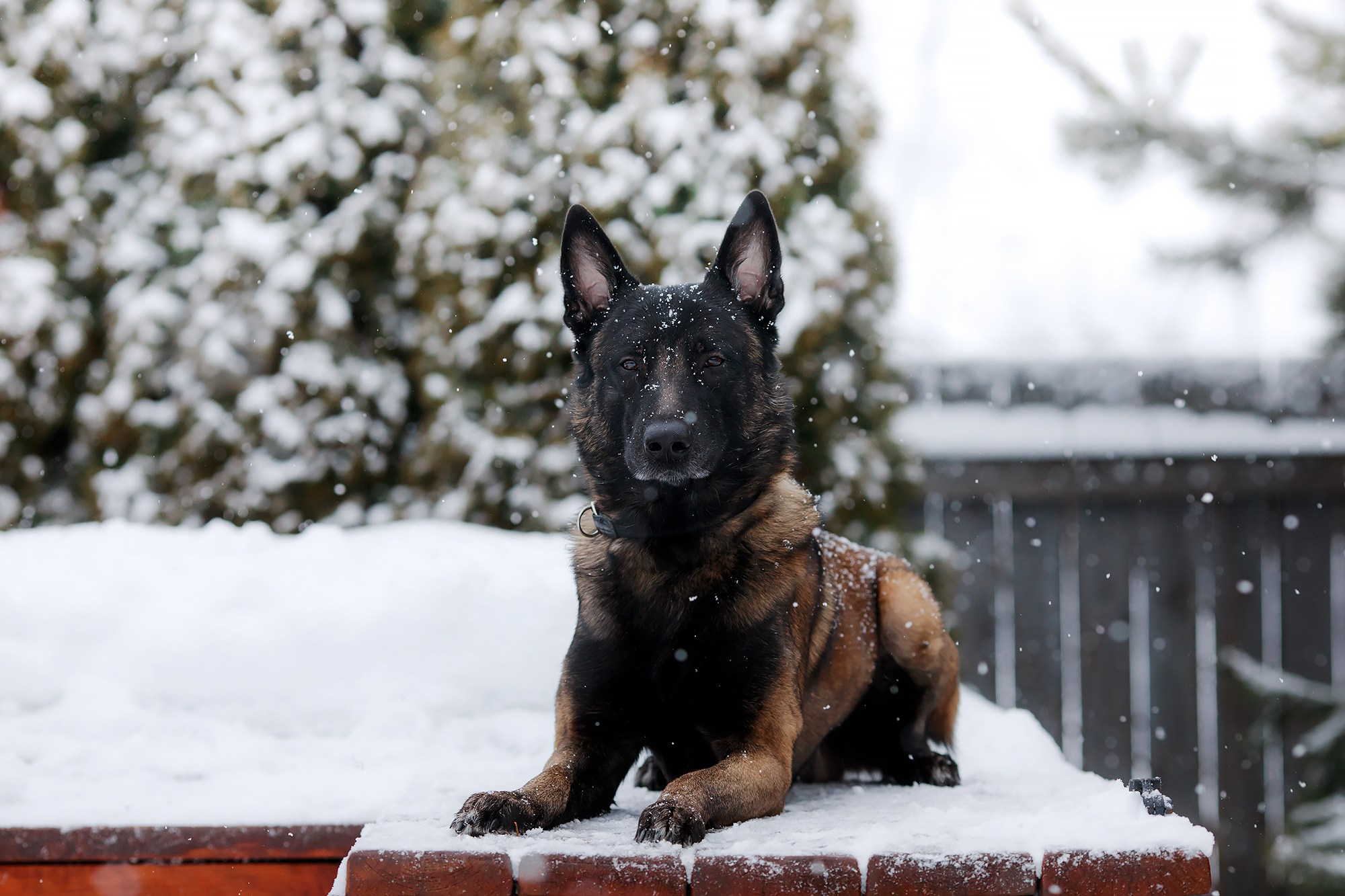 Зорро. Фотограф-анималист Mary Mart — Москва, Питер