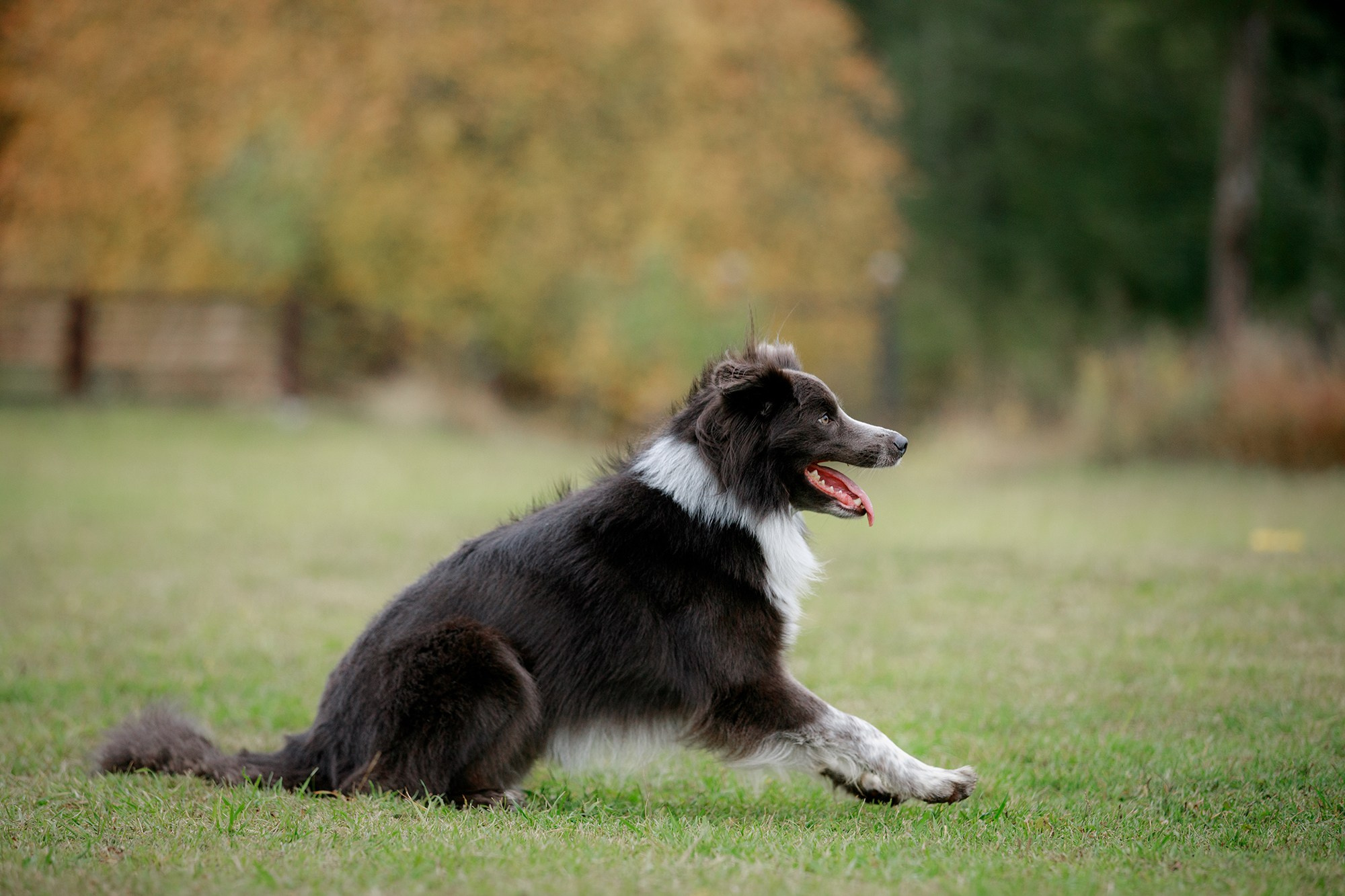 Лагерь по ОБД с Инной Баженовой. Фотограф-анималист Mary Mart — Москва, Питер