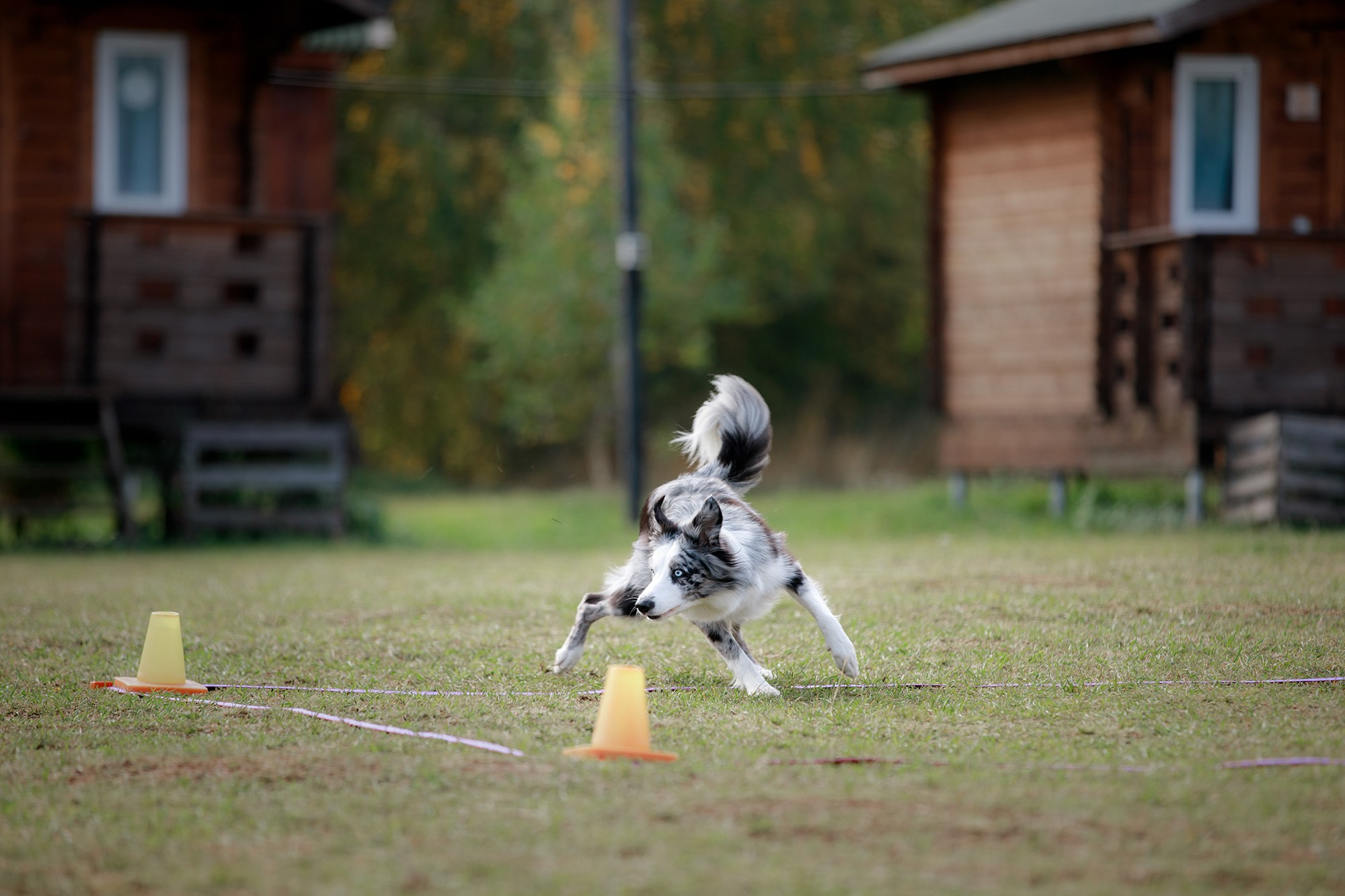 Лагерь по ОБД с Инной Баженовой. Фотограф-анималист Mary Mart — Москва, Питер