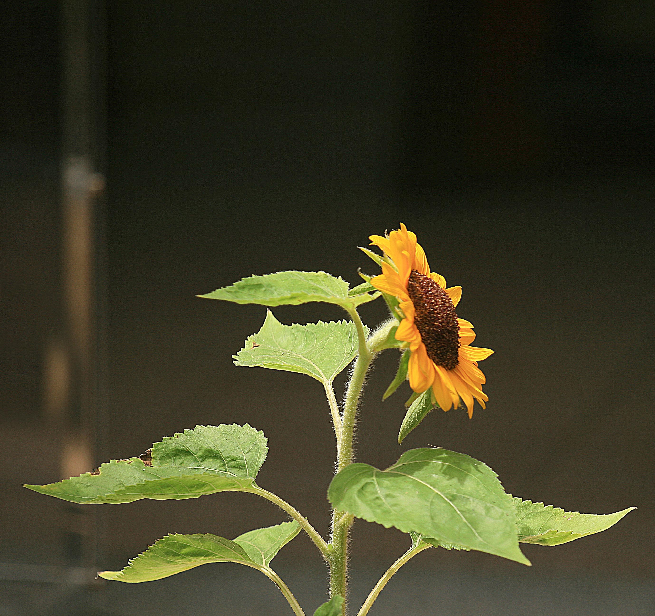 Тайланд 2012 г. Улица, люди, жизнь…