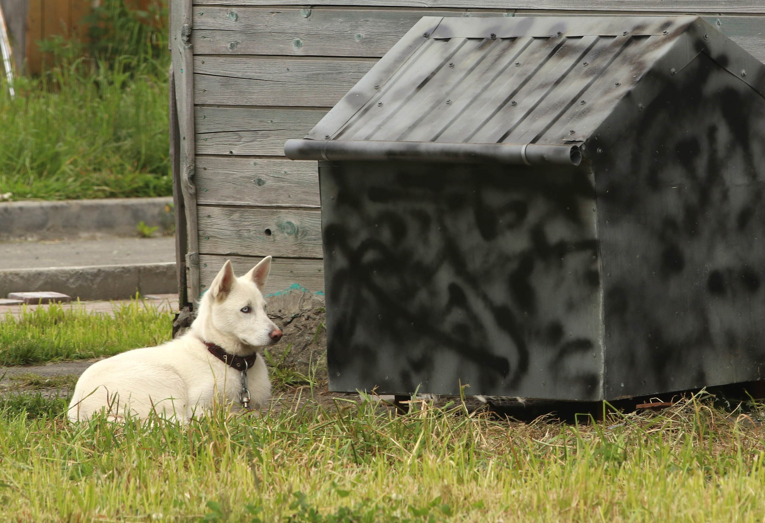 Камчатка и о. Парамушир. Июль 2024. Путешественник-фотограф из Санкт-Петербурга Татьяна Свистулина