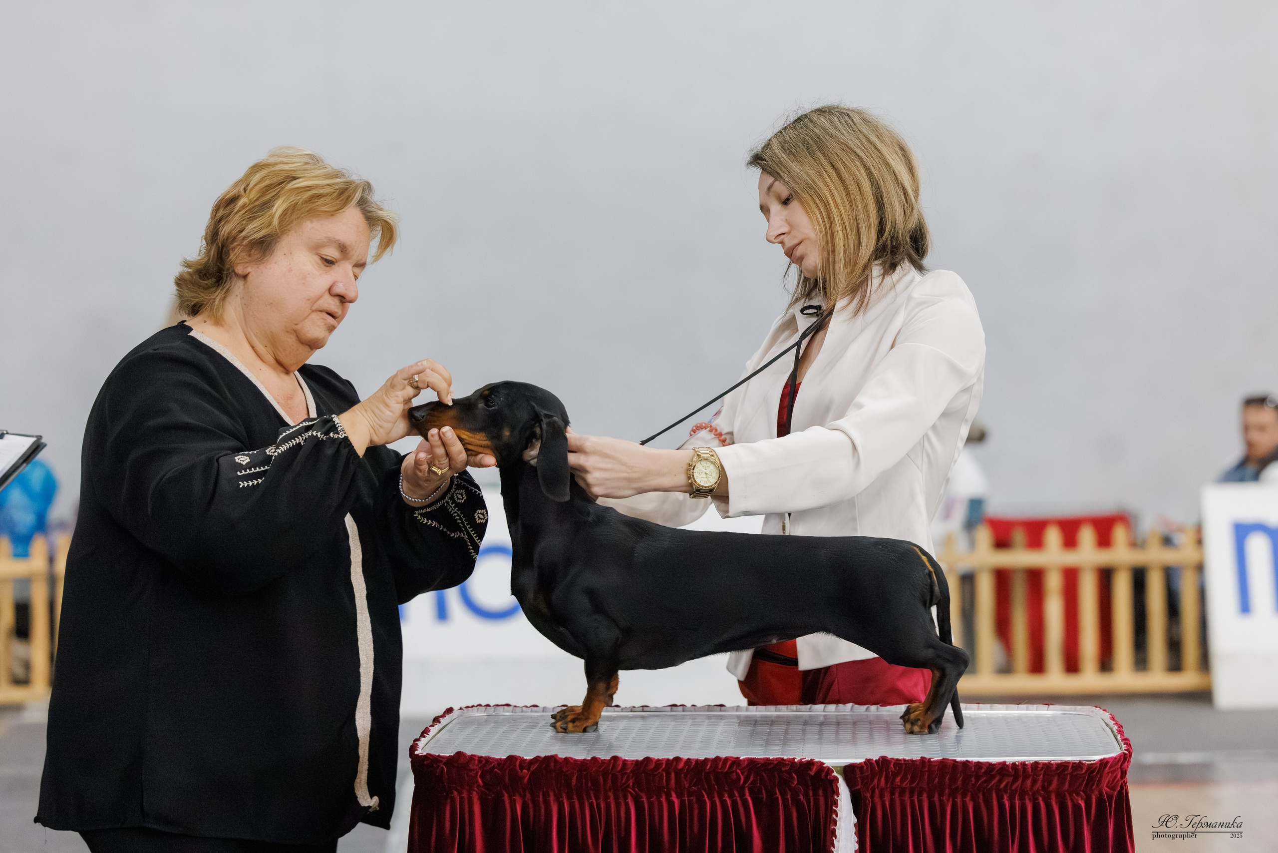 Ереван 2х CACIB 29-30.04.2025. Фотограф-анималист Юлия Германика